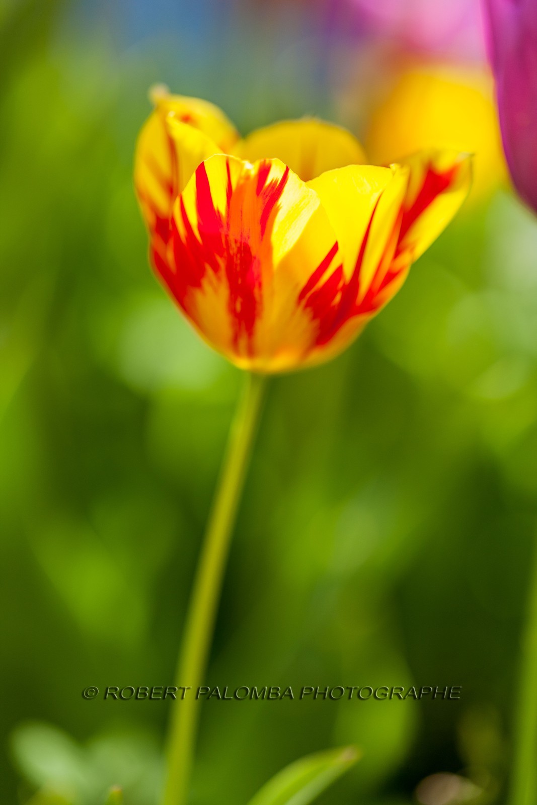 Tulipe, Tulipa
