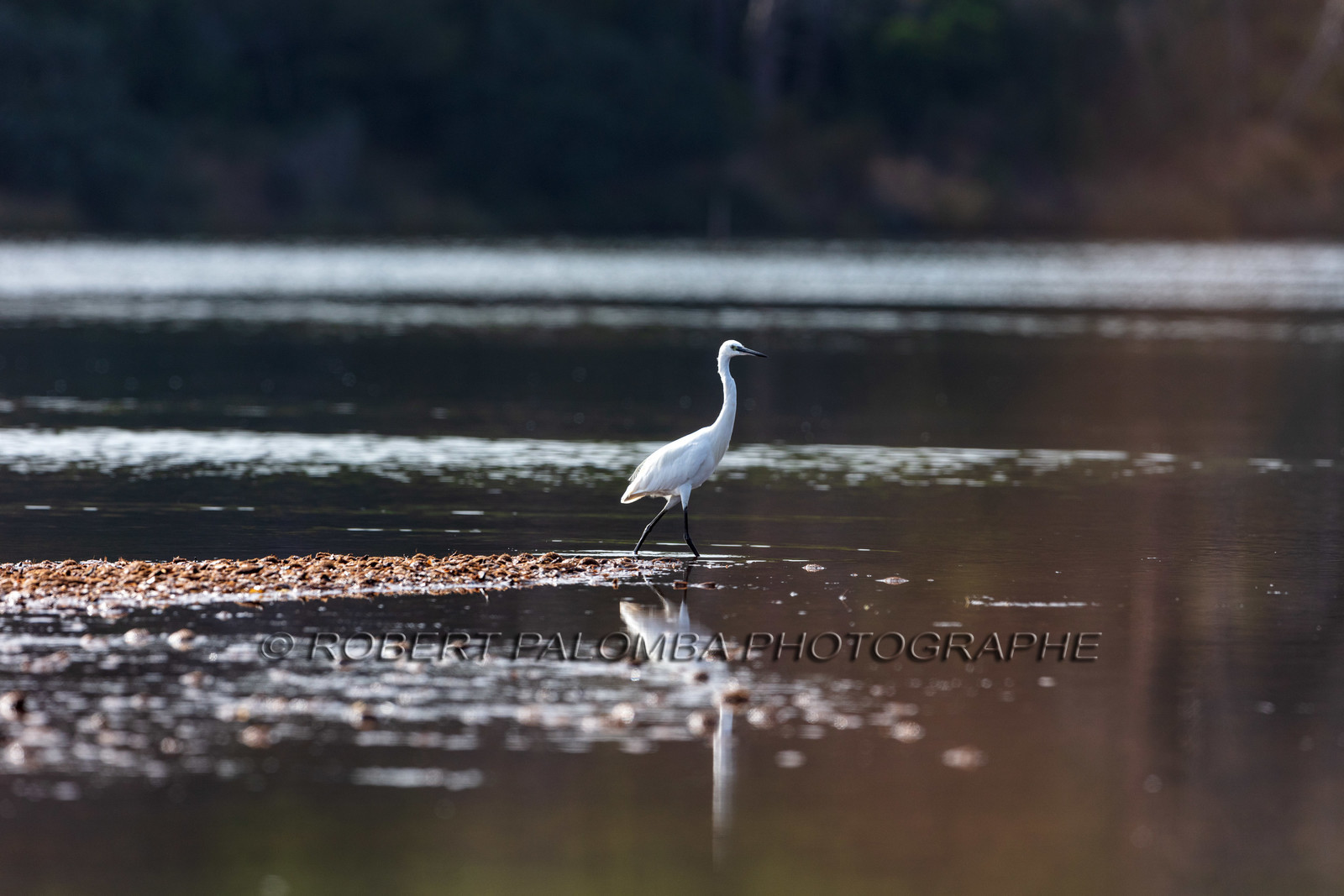Grande Aigrette