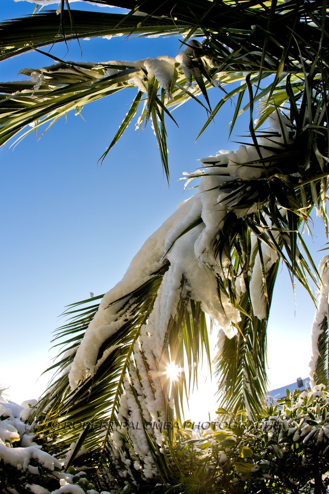 Palmier sous la neige
