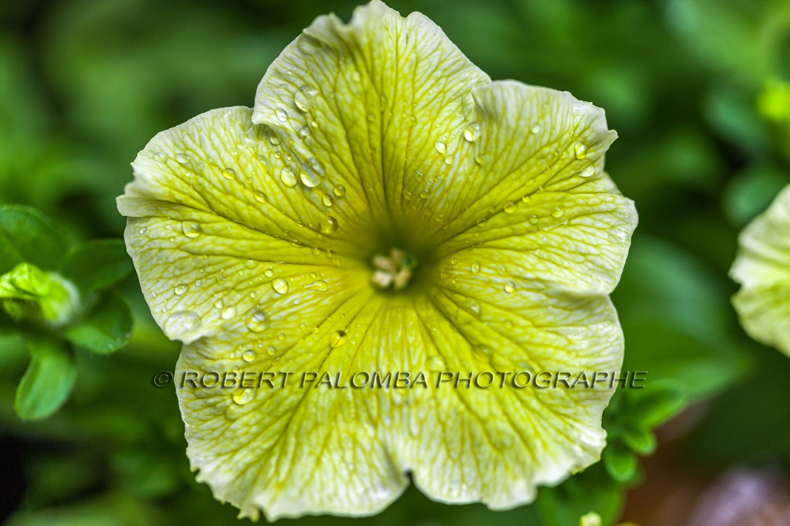 Flore Méditerranéenne