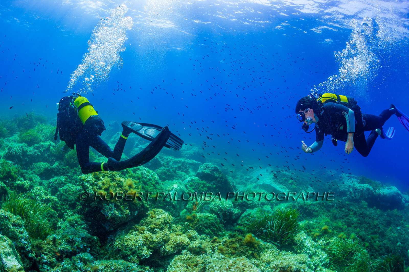 Plongée-sous-marine