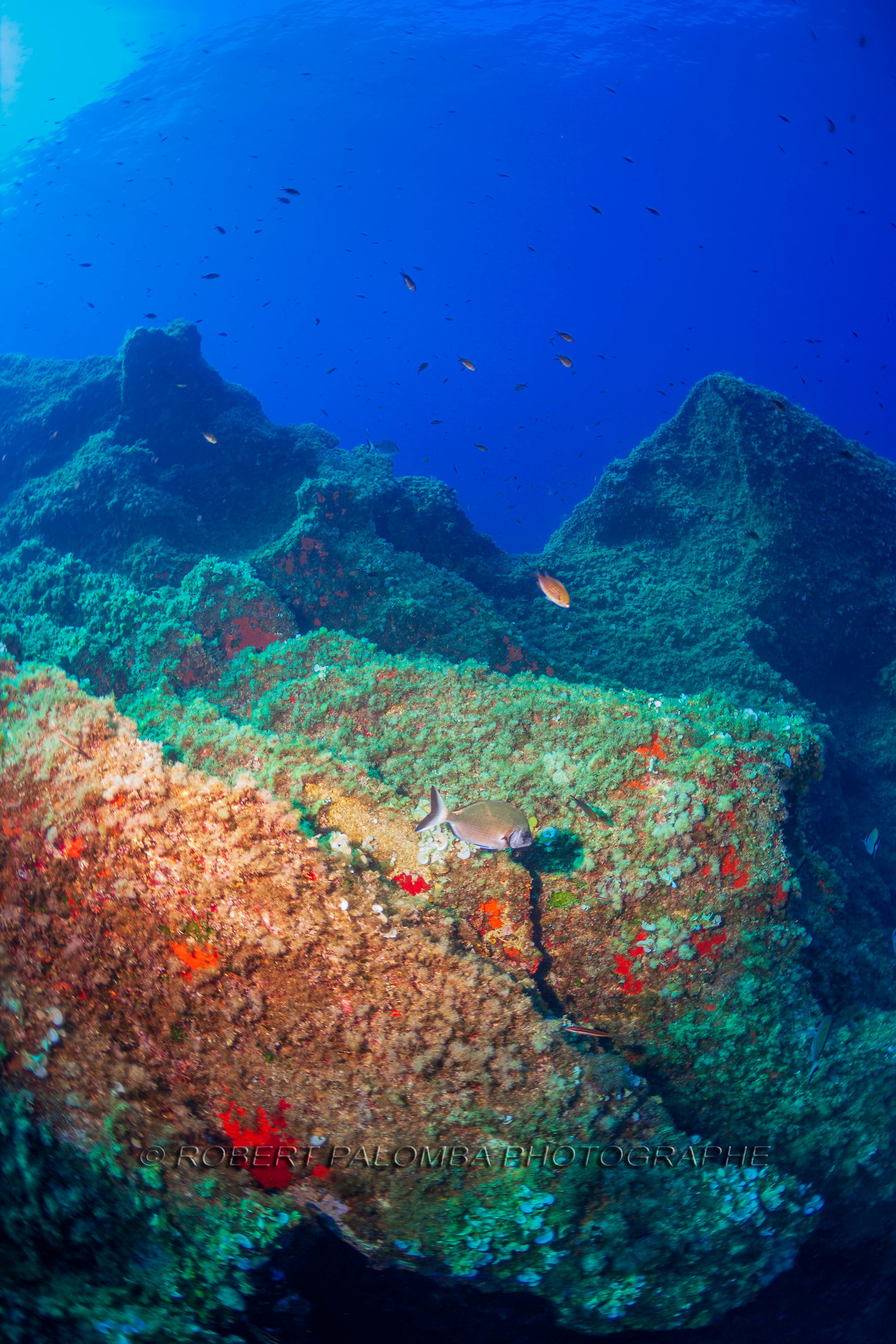 Plongée-sous-marine