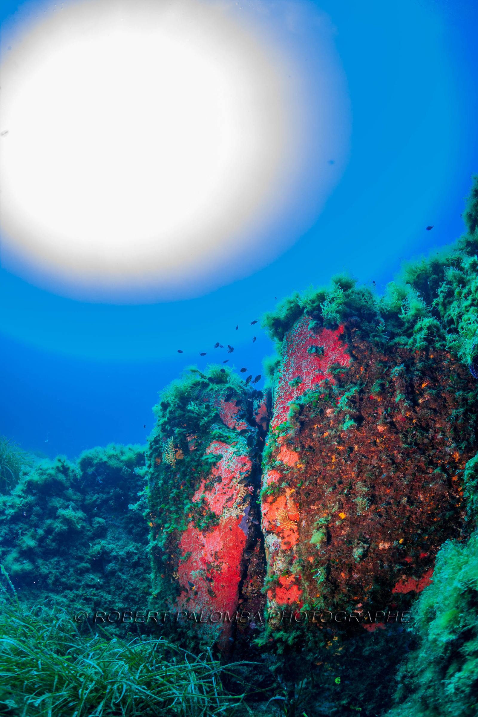 Plongée-sous-marine