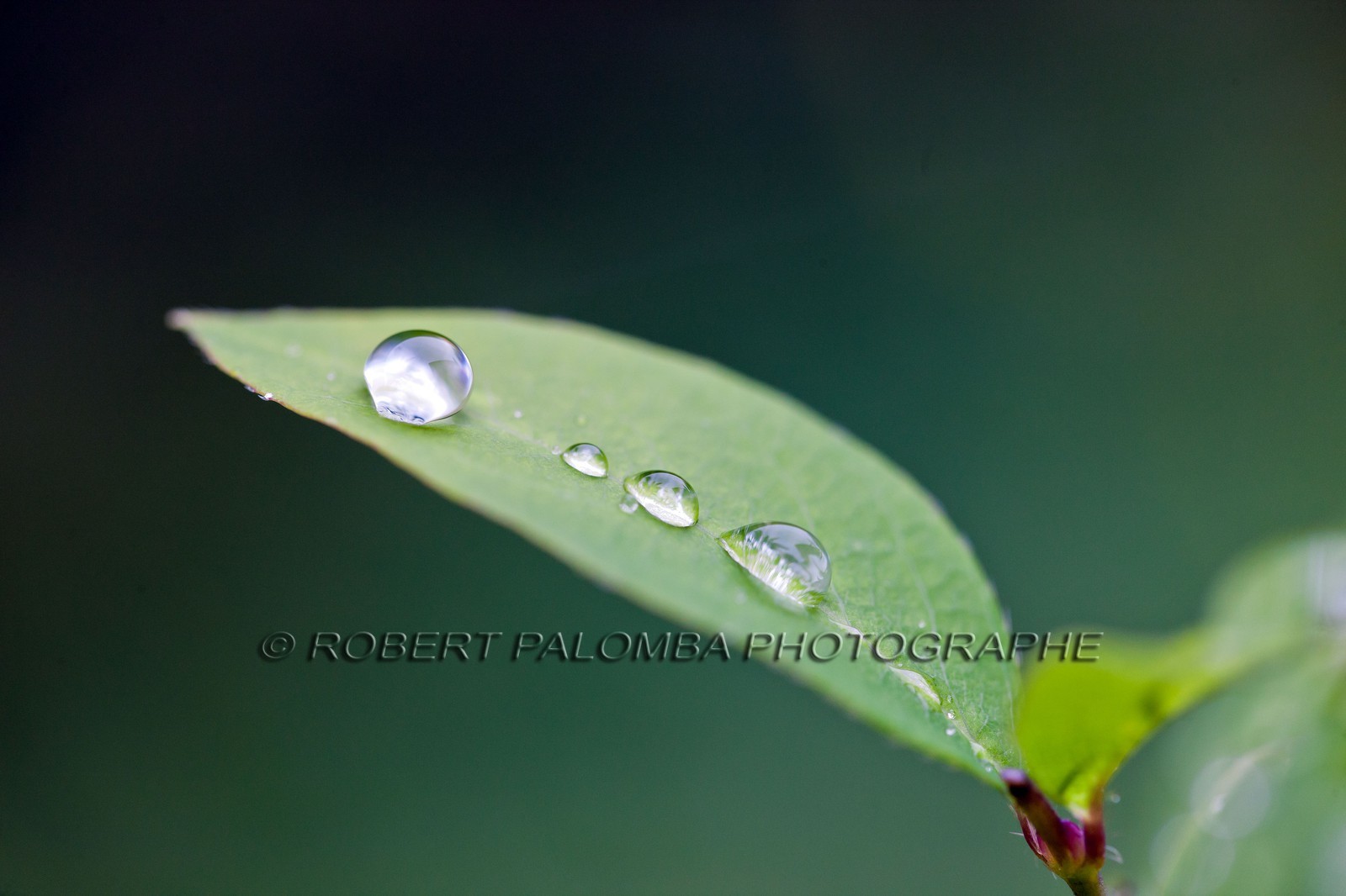 Chèvrefeuille, Lonicera