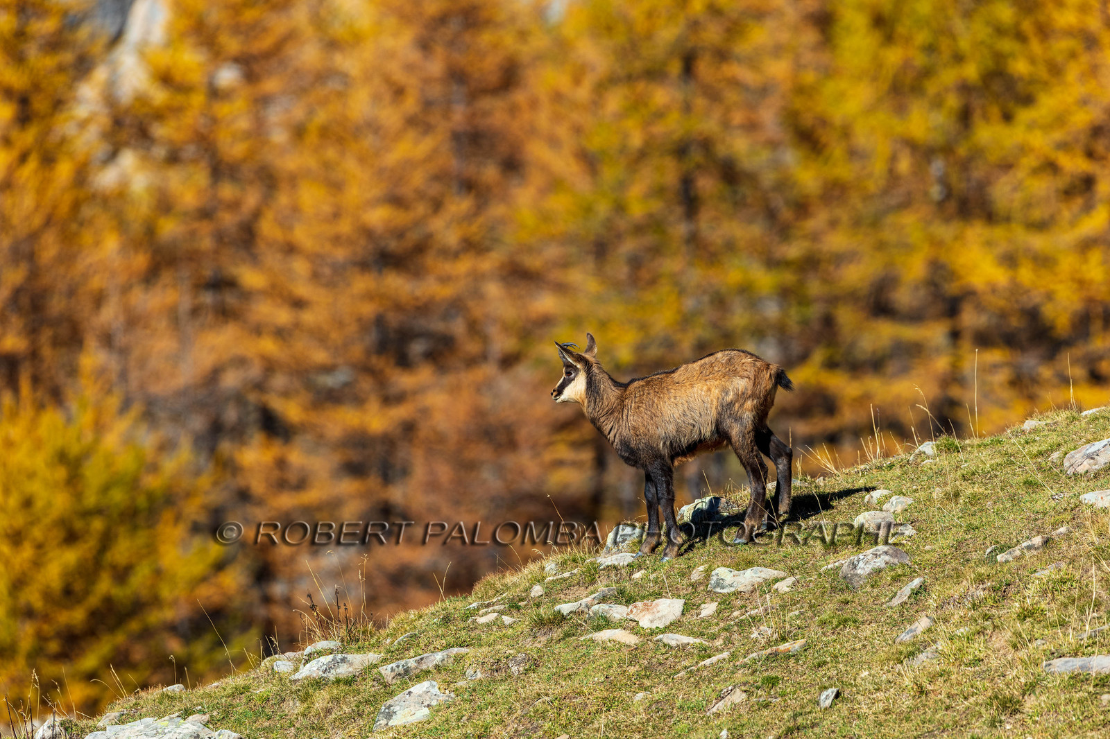 Chamois, Rupicapra rupicapra