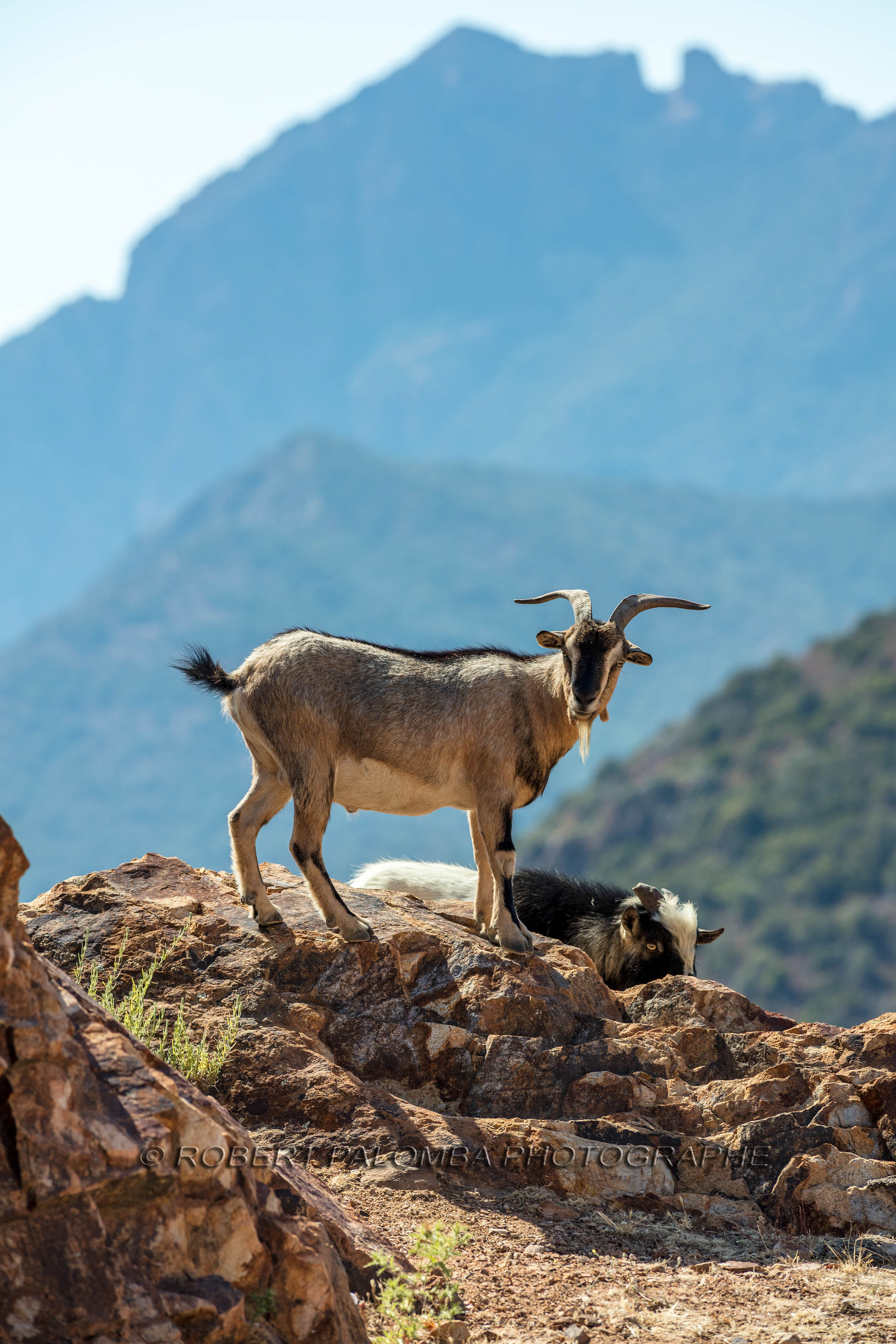 Chèvre corse