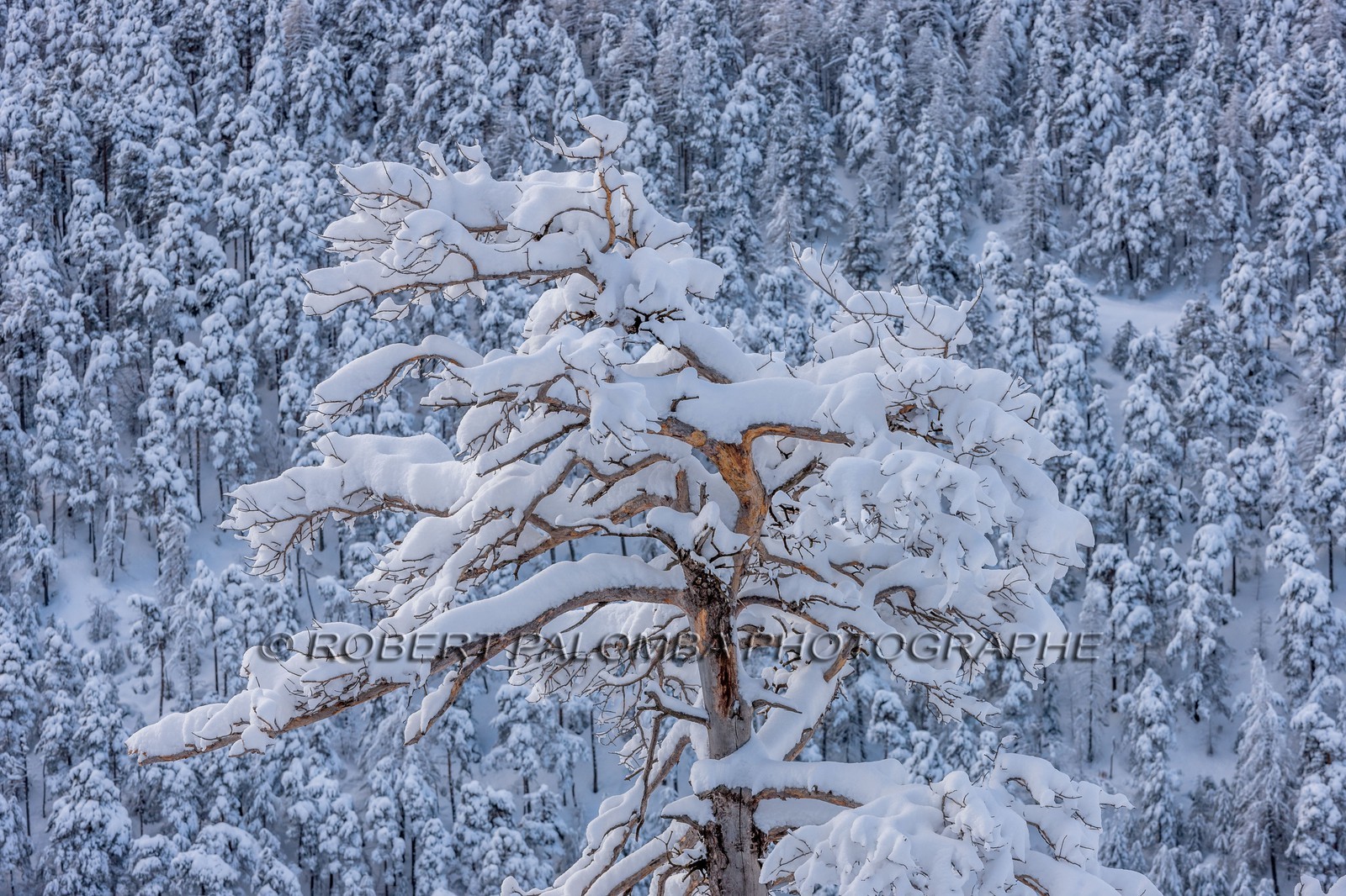 La Colle-Saint-Michel
