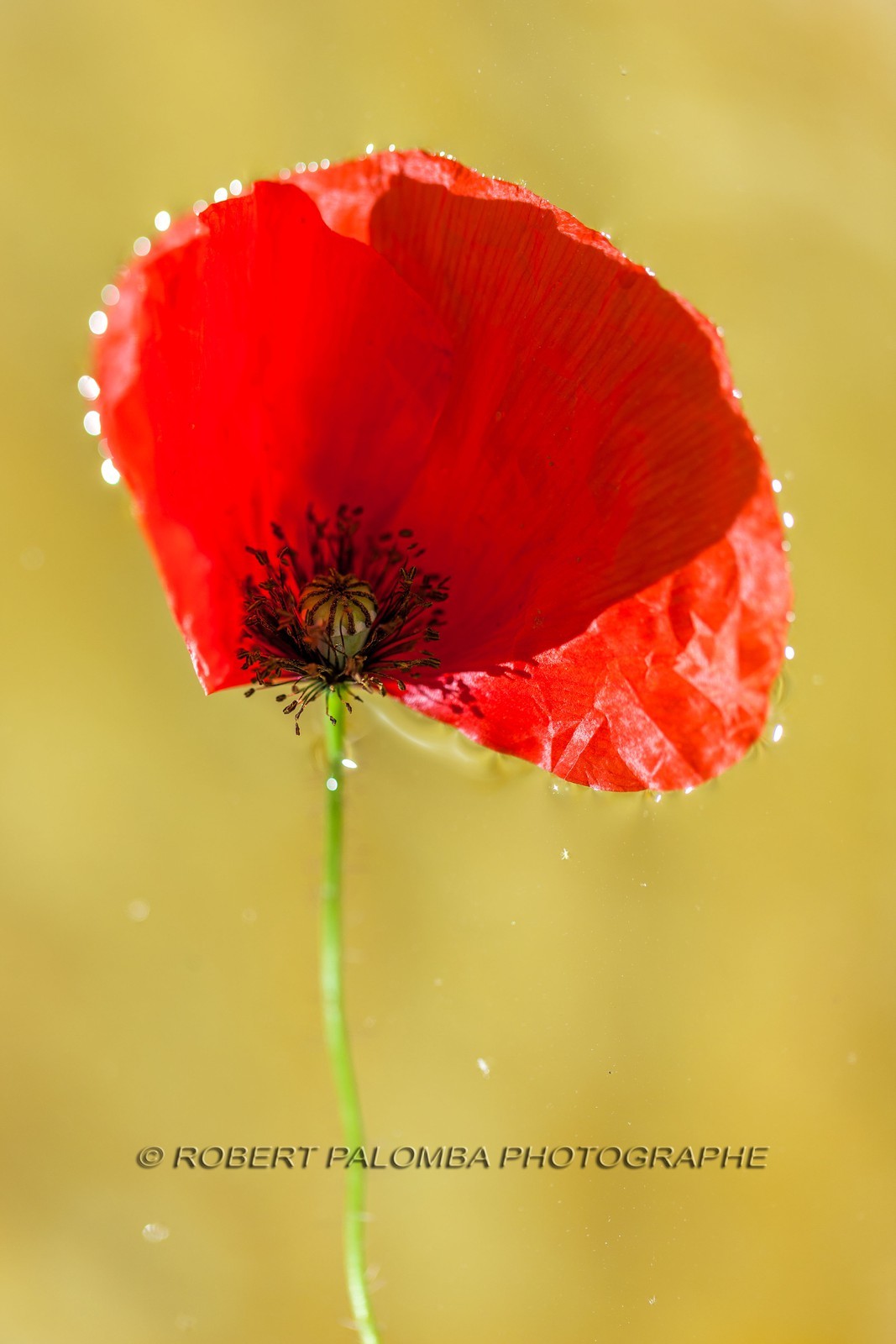 Coquelicot