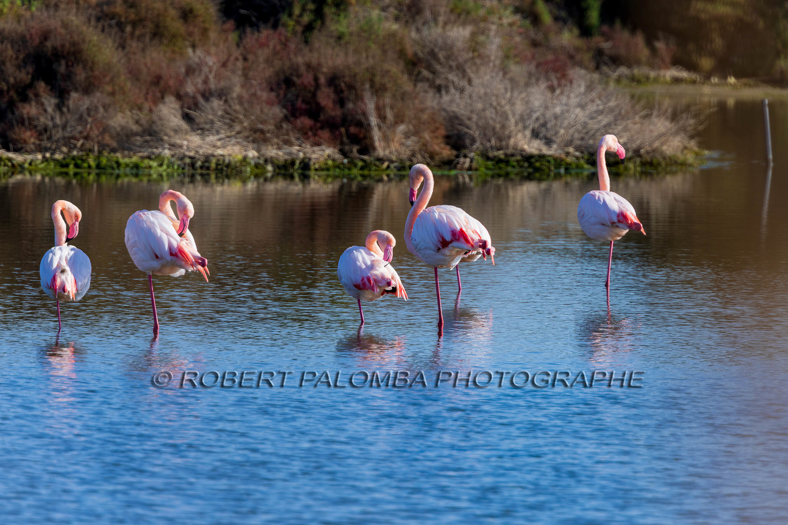 Flamant rose