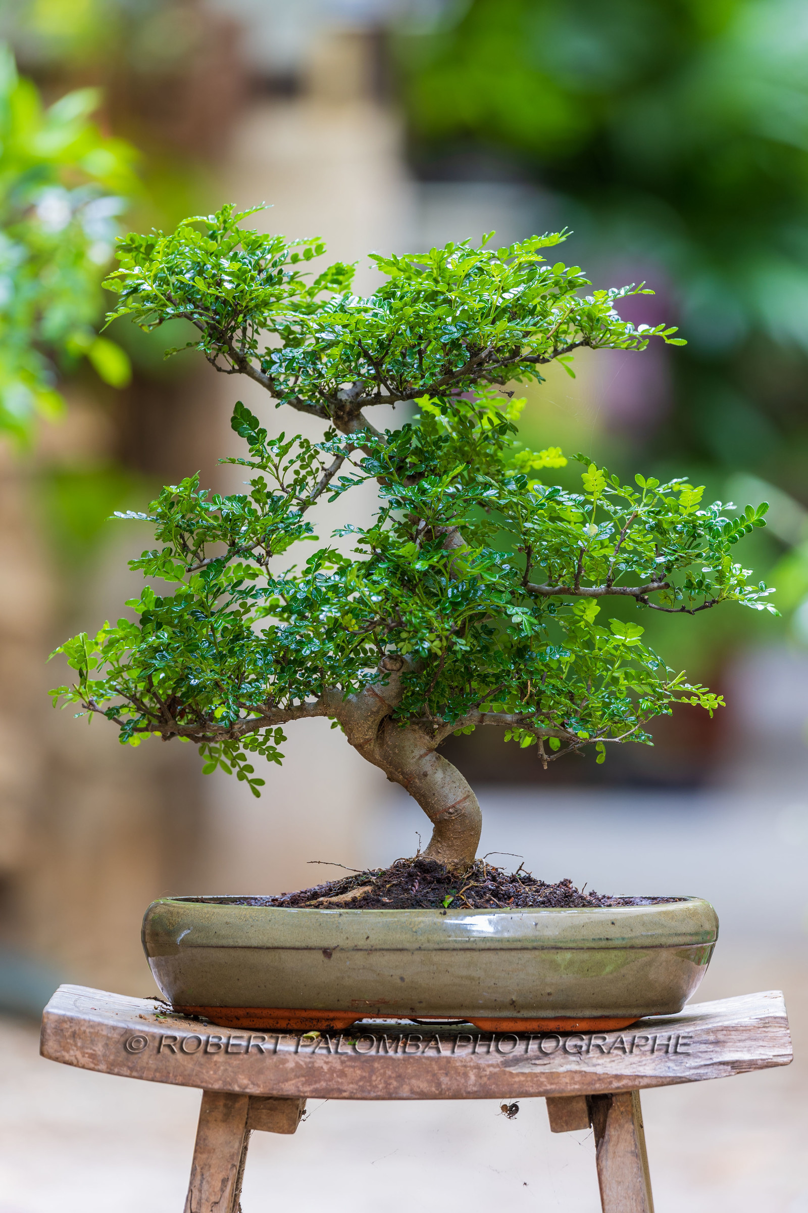 Bonsai