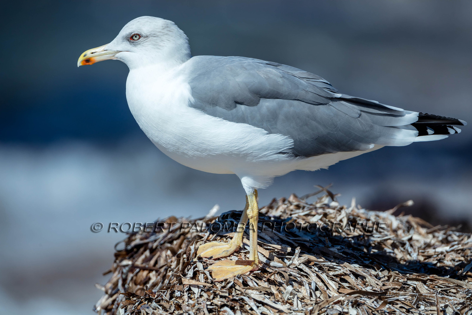 Mouette
