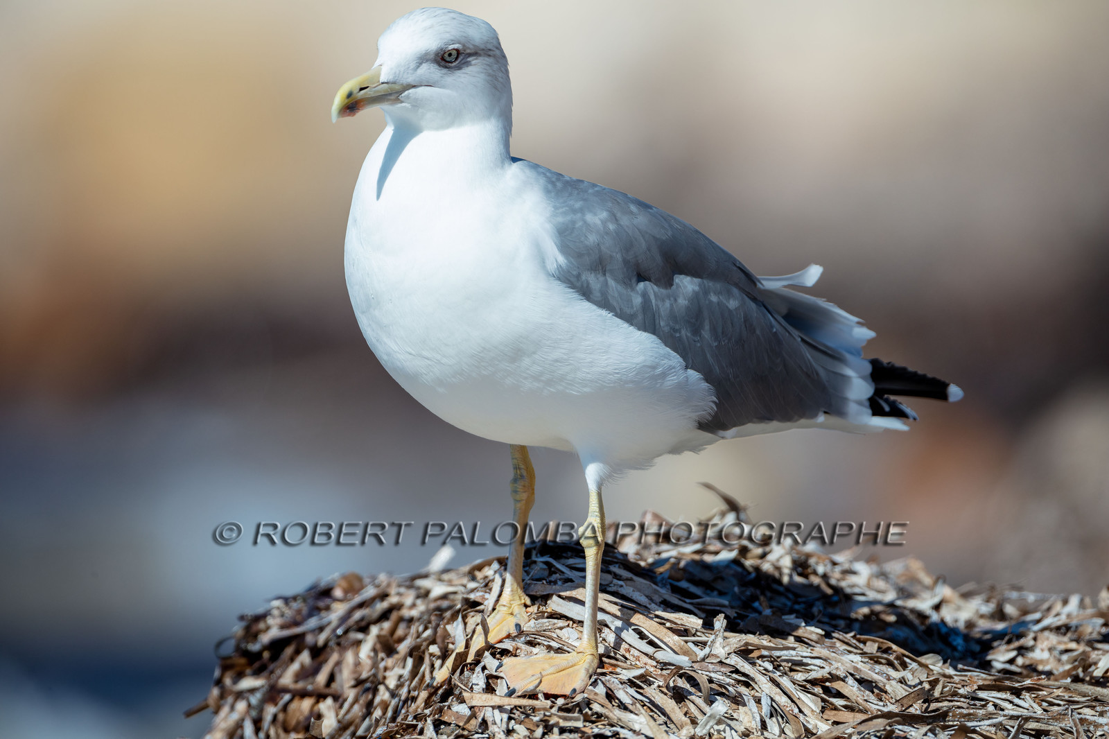Mouette