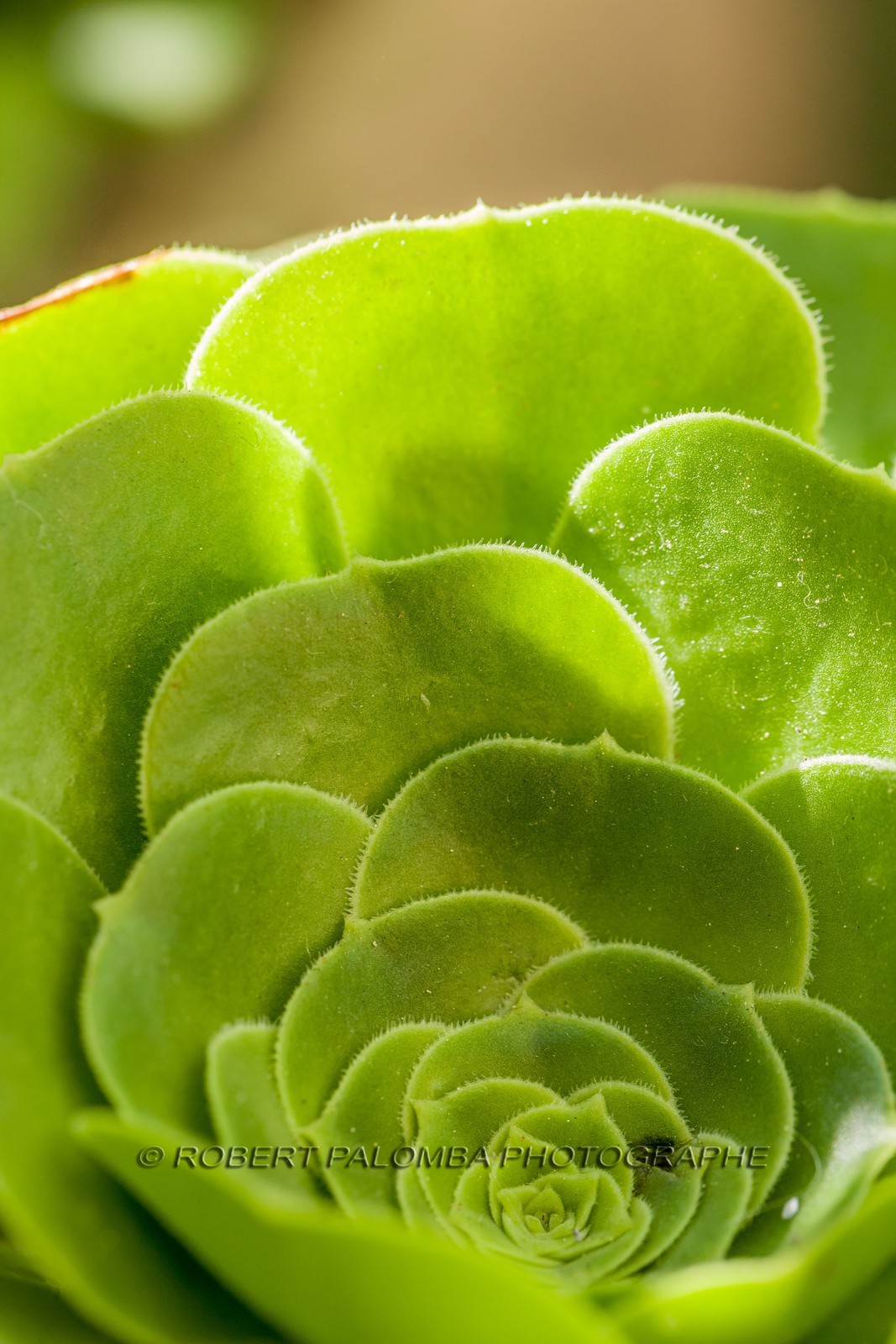 Flore Méditerranéenne