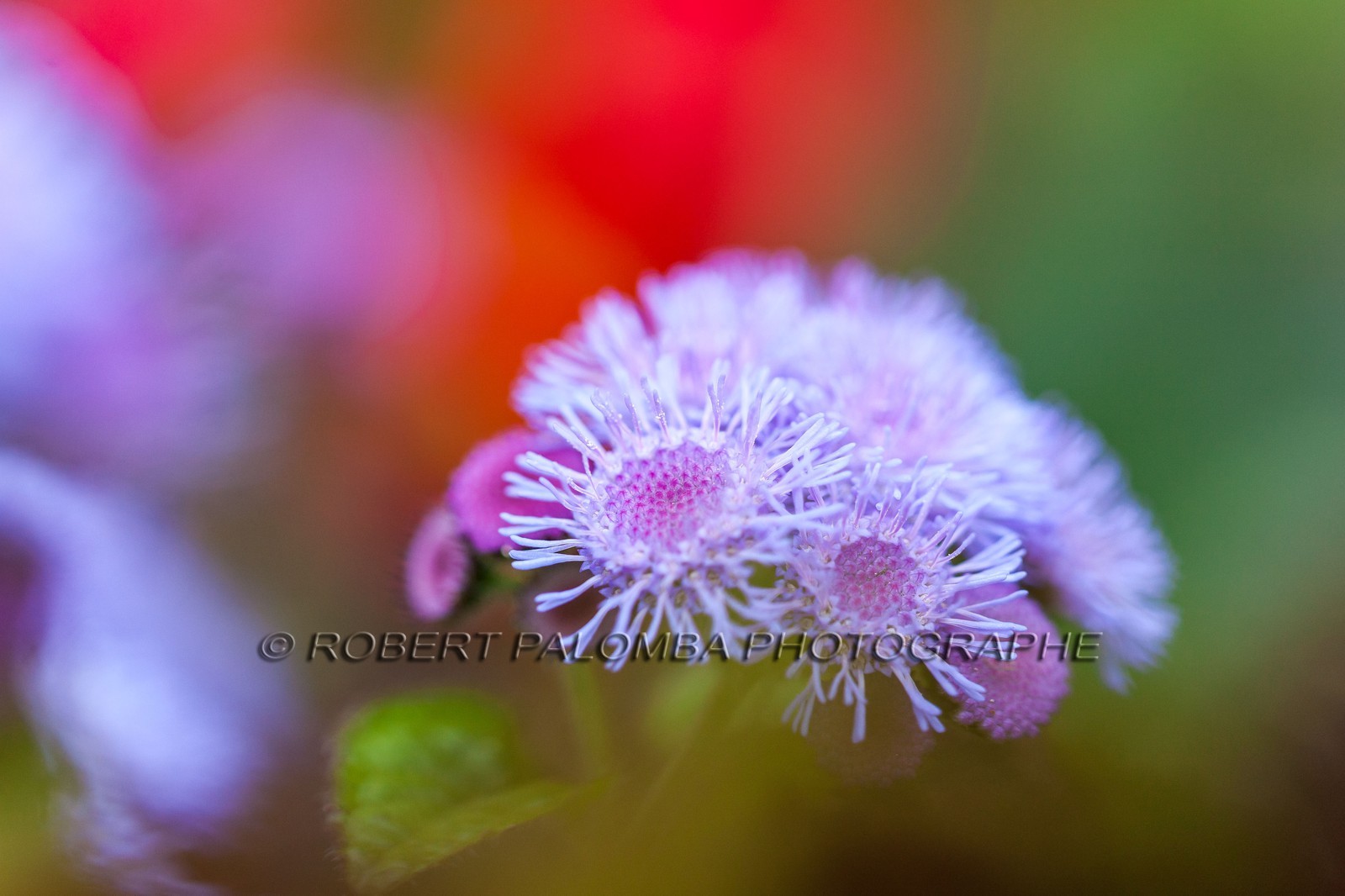 Flore Méditerranéenne