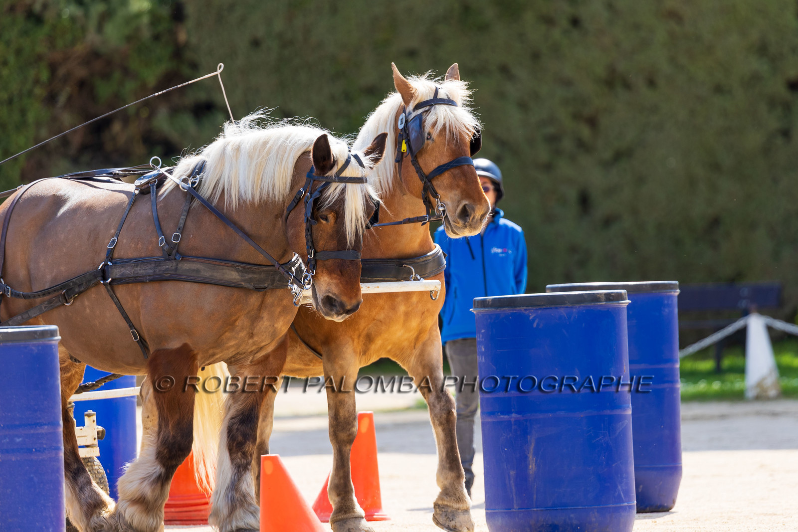Haras national d'Uzès