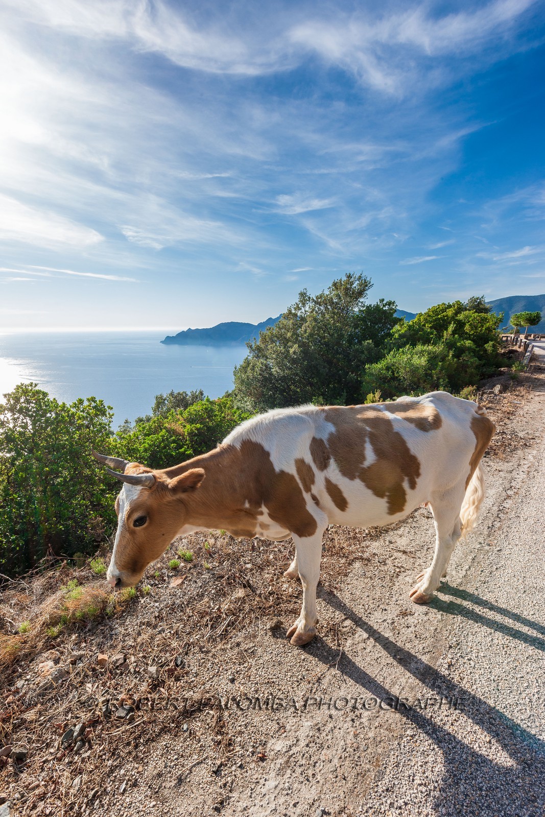 Vache corse