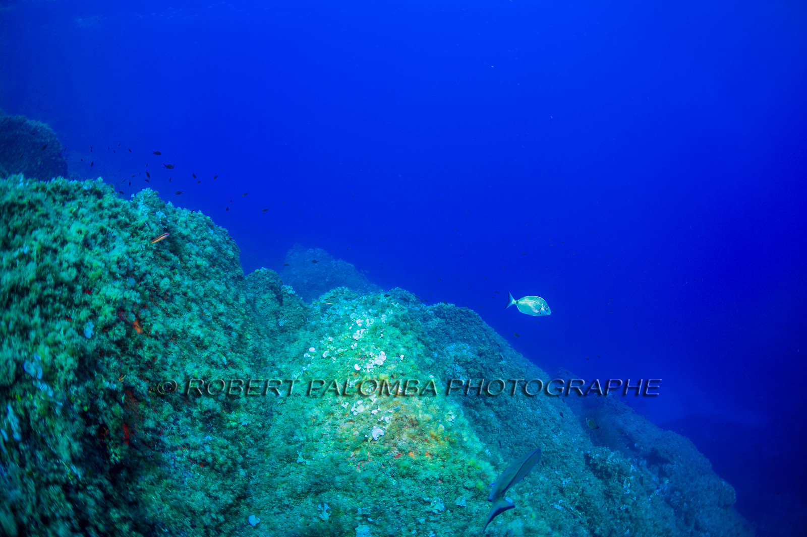 Plongée-sous-marine