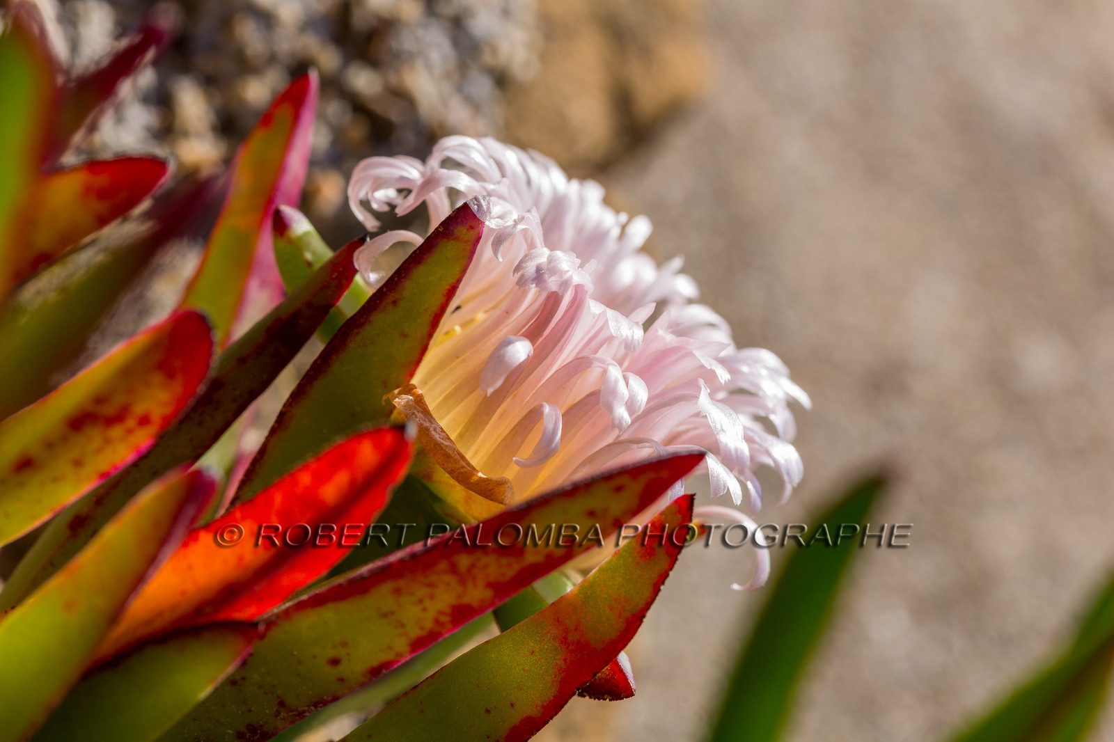 Flore Méditerranéenne