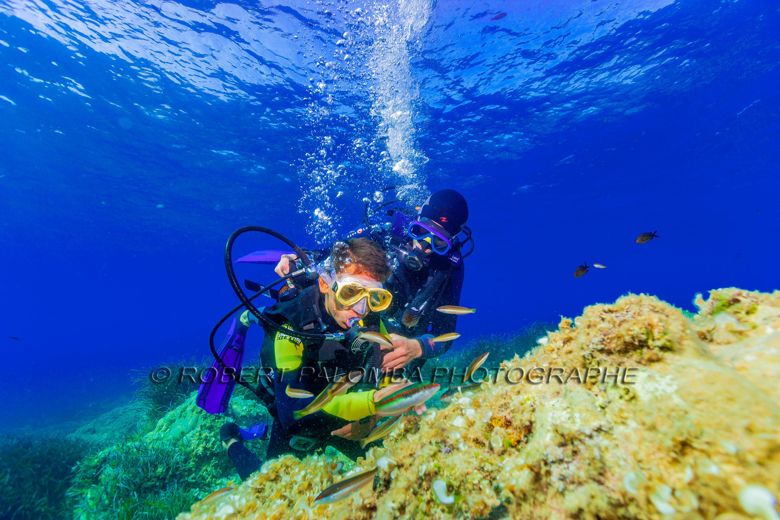 Plongée-sous-marine