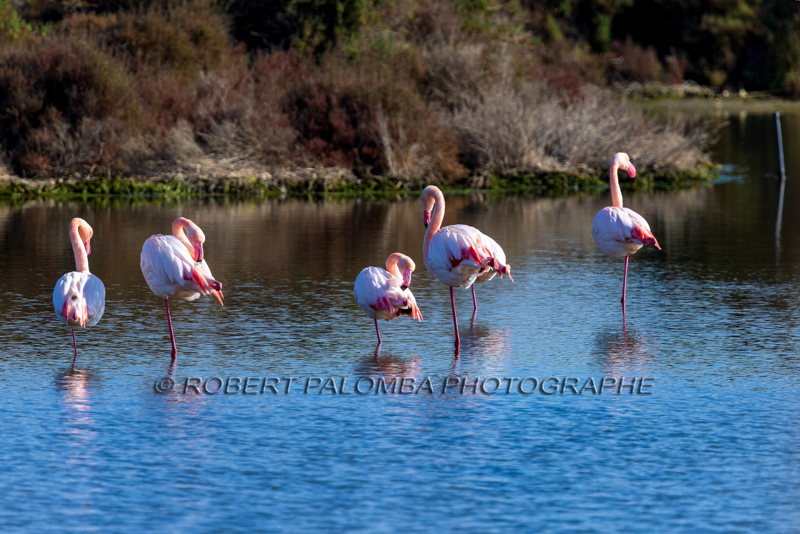 Flamant rose