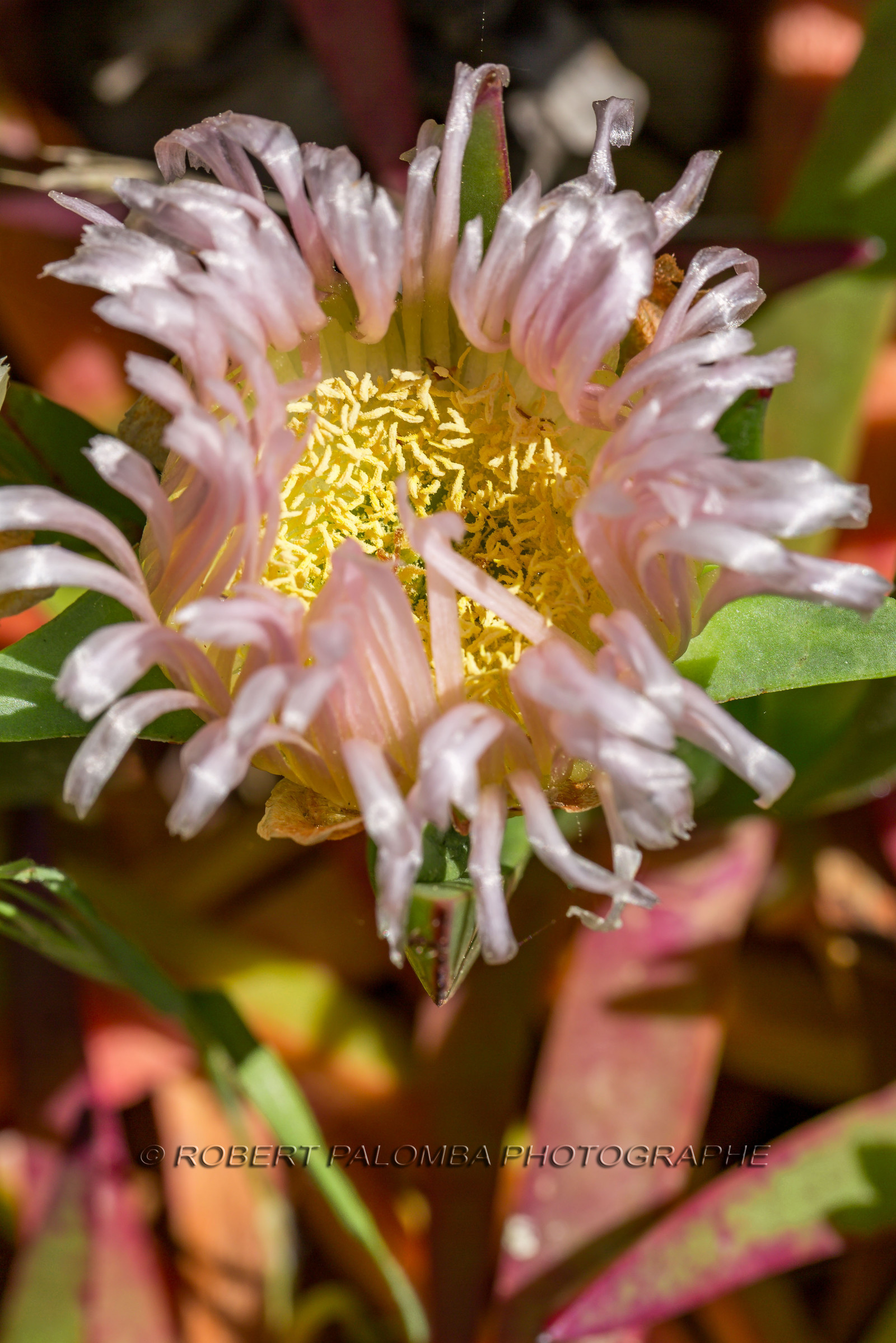 Flore Méditerranéenne