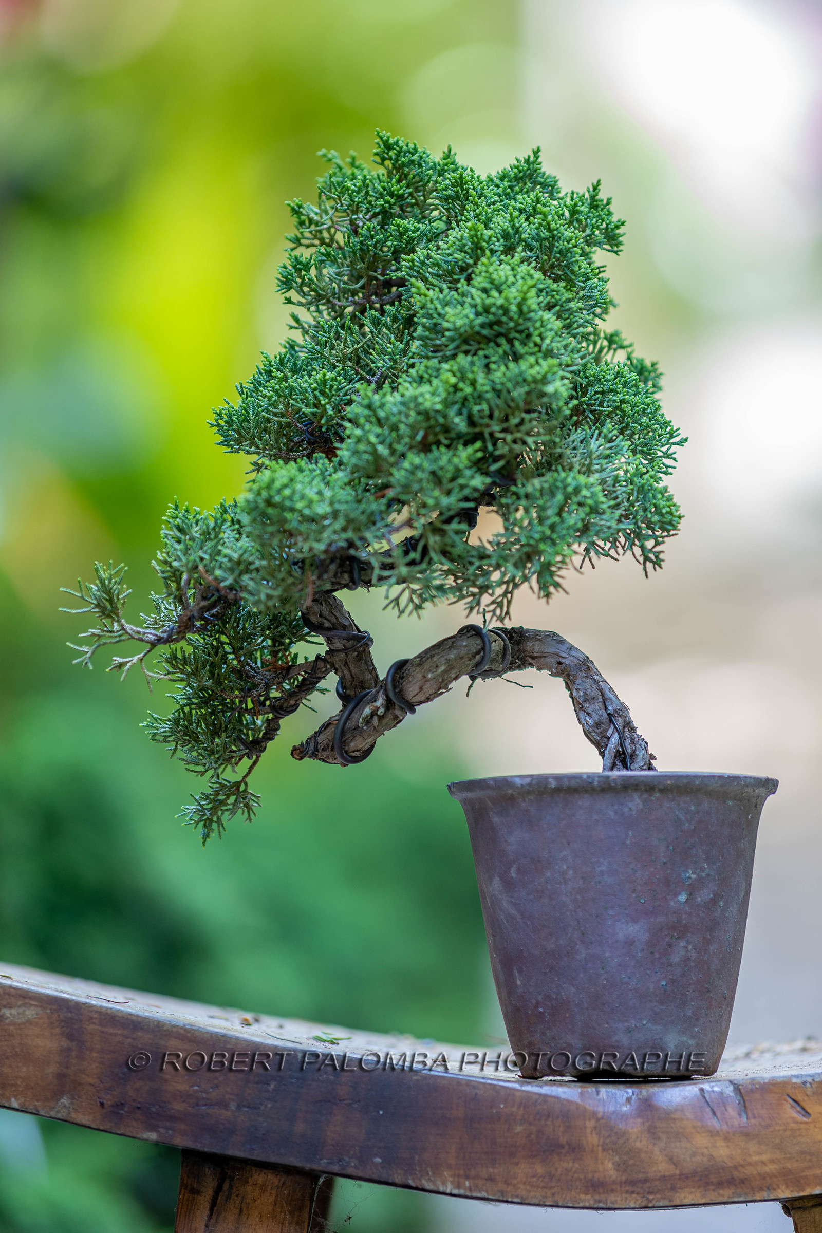 Bonsai