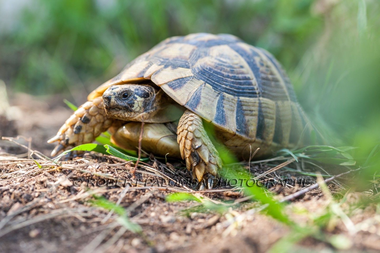 Tortue d'Hermann,Testudo hermanni