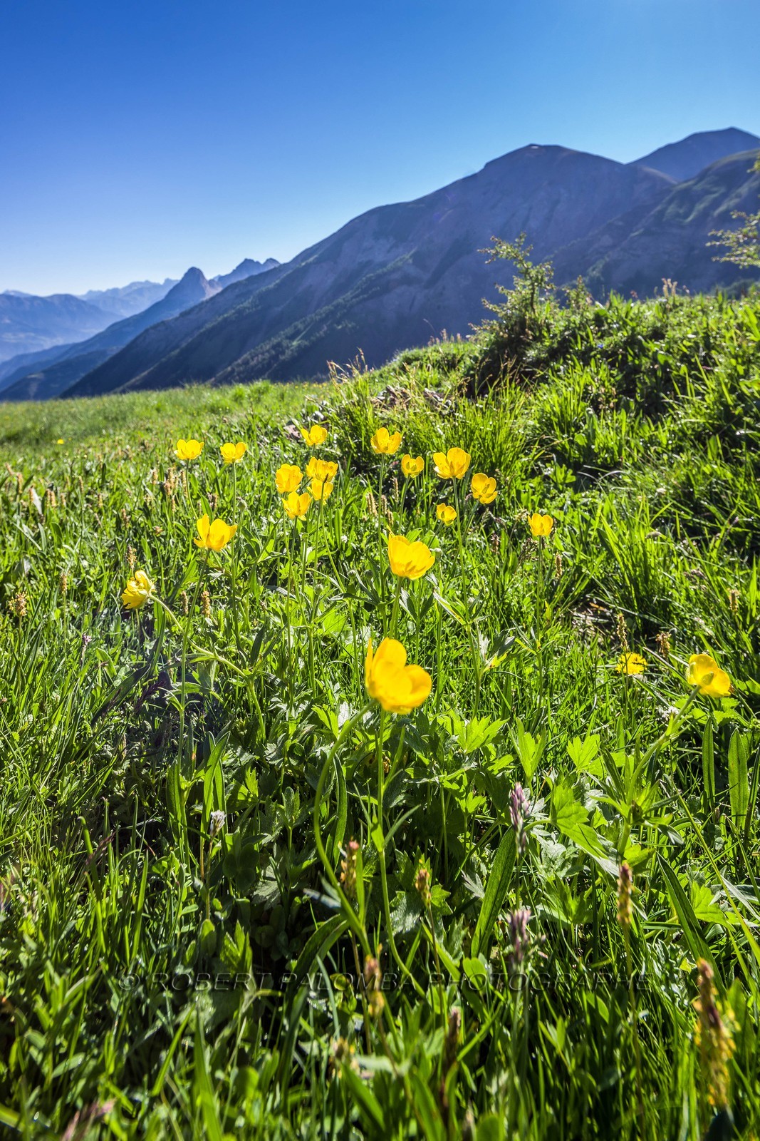 Col d'Allos