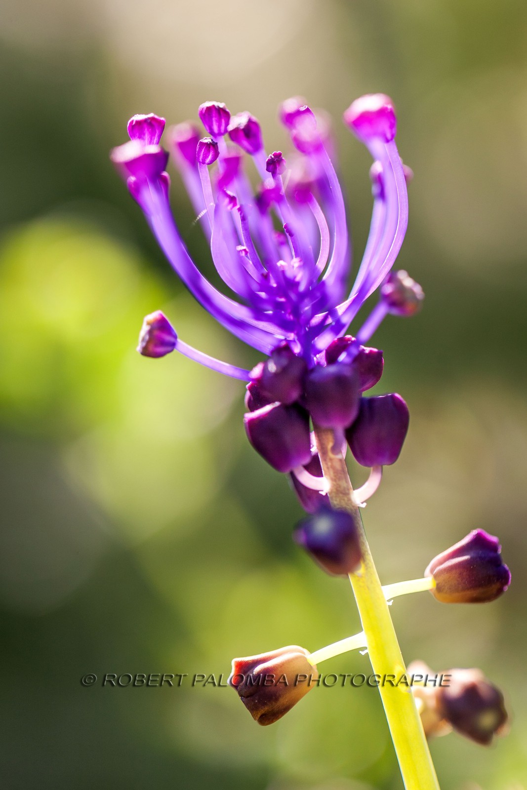 Flore Méditeranéenne