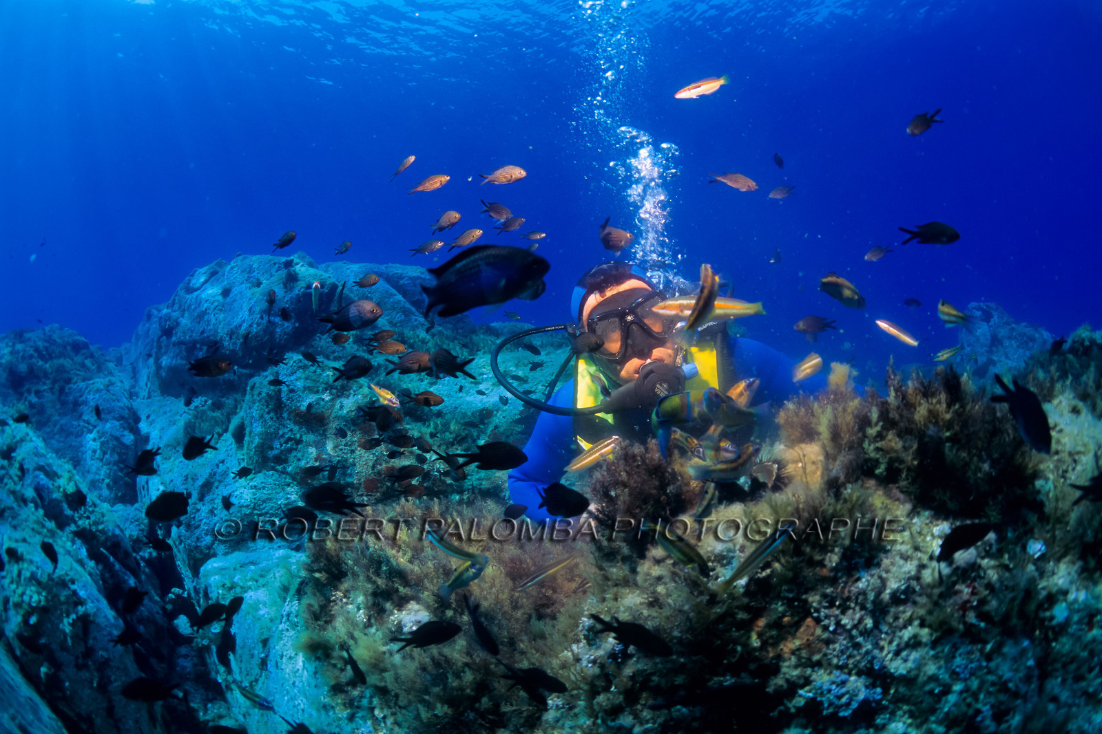 Plongée sous-marine