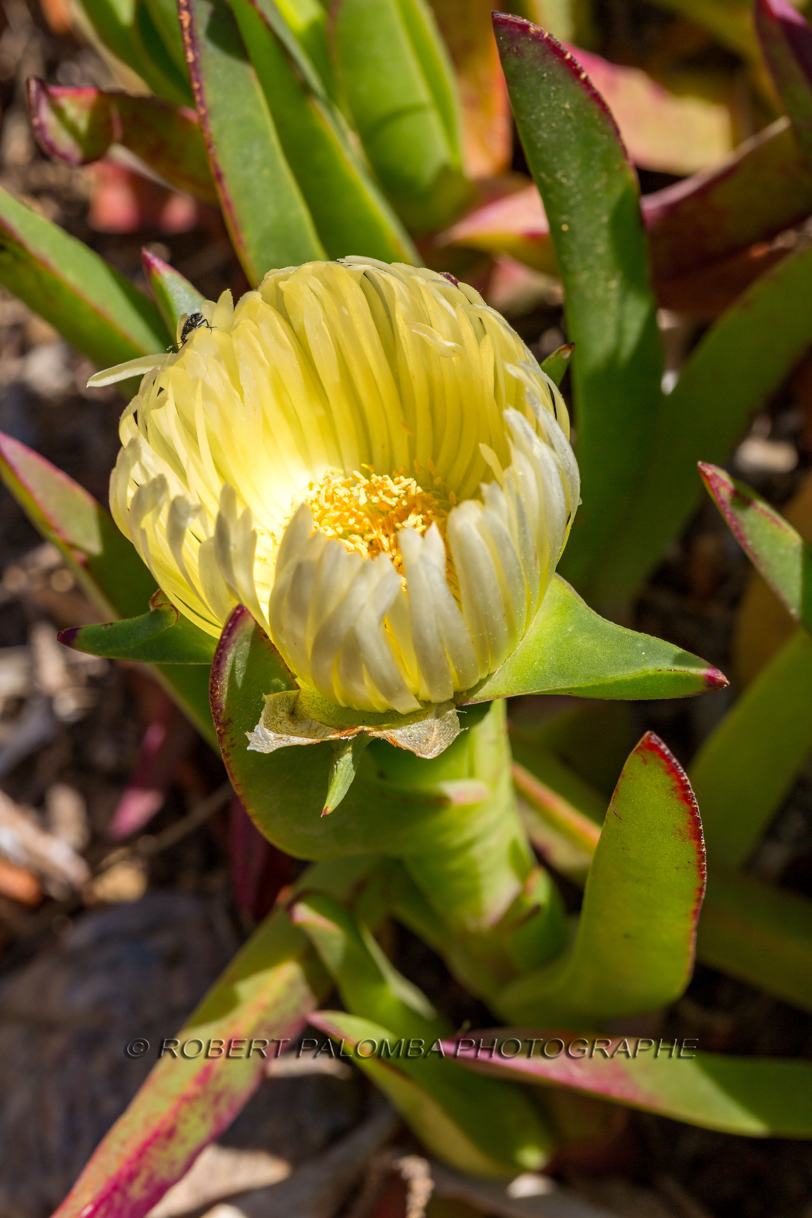Flore Méditerranéenne