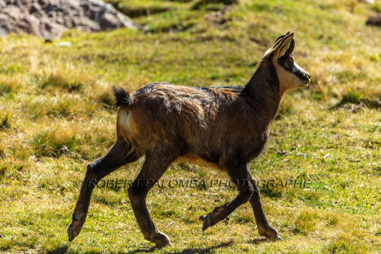 Chamois, Rupicapra rupicapra