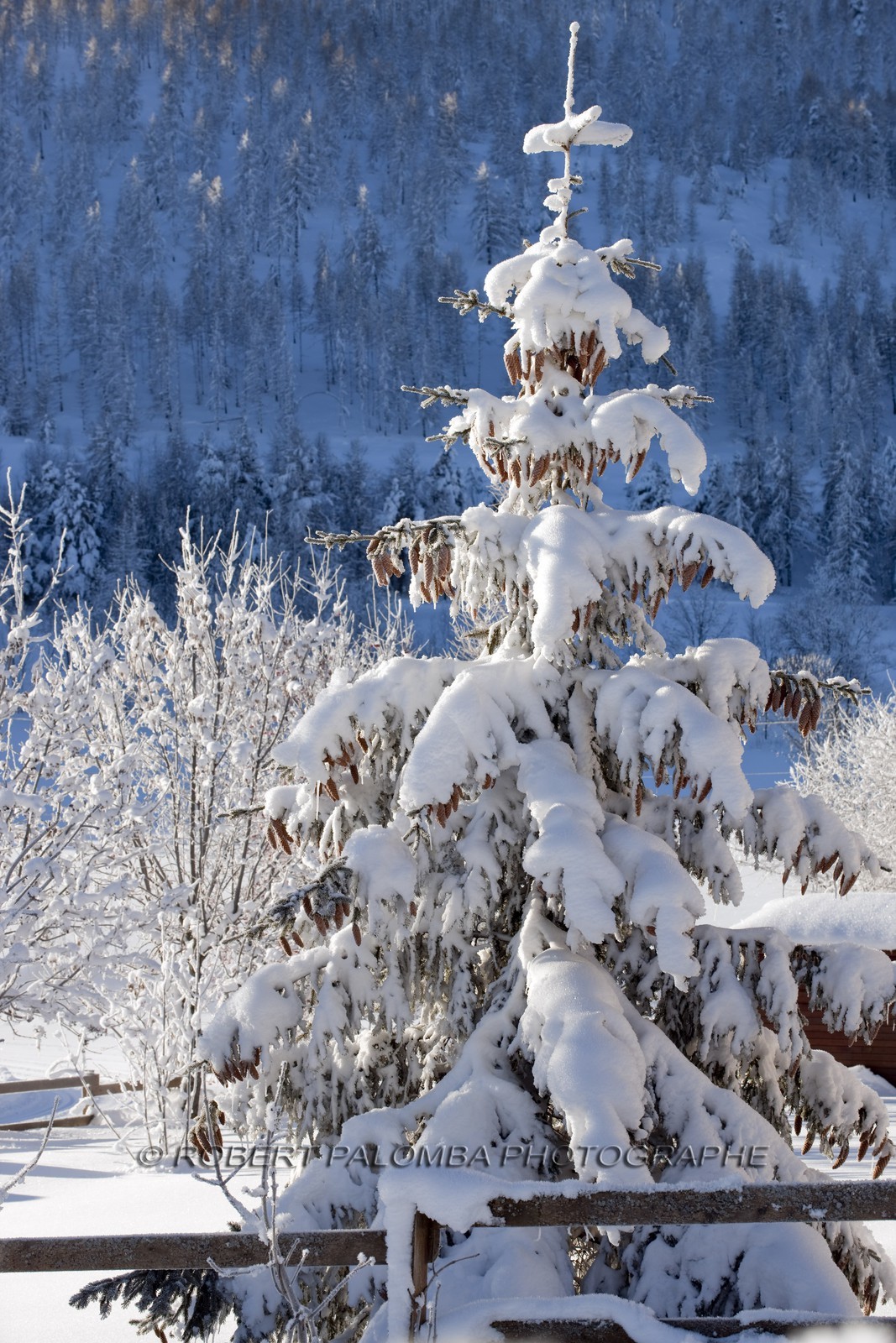 Arbres enneigés