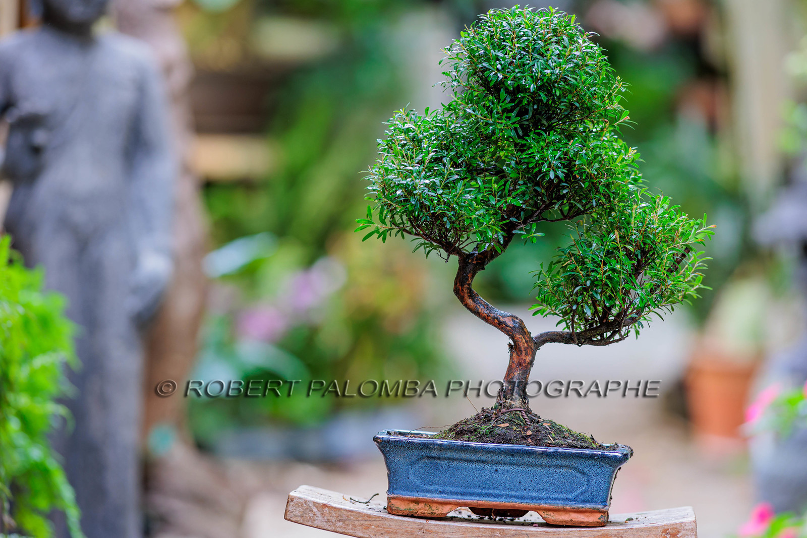 Bonsai