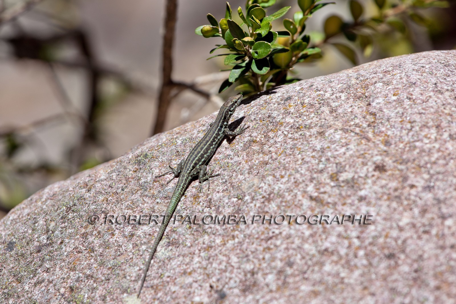 Lézard de Bedriaga, Archaeolacerta bedriagae.