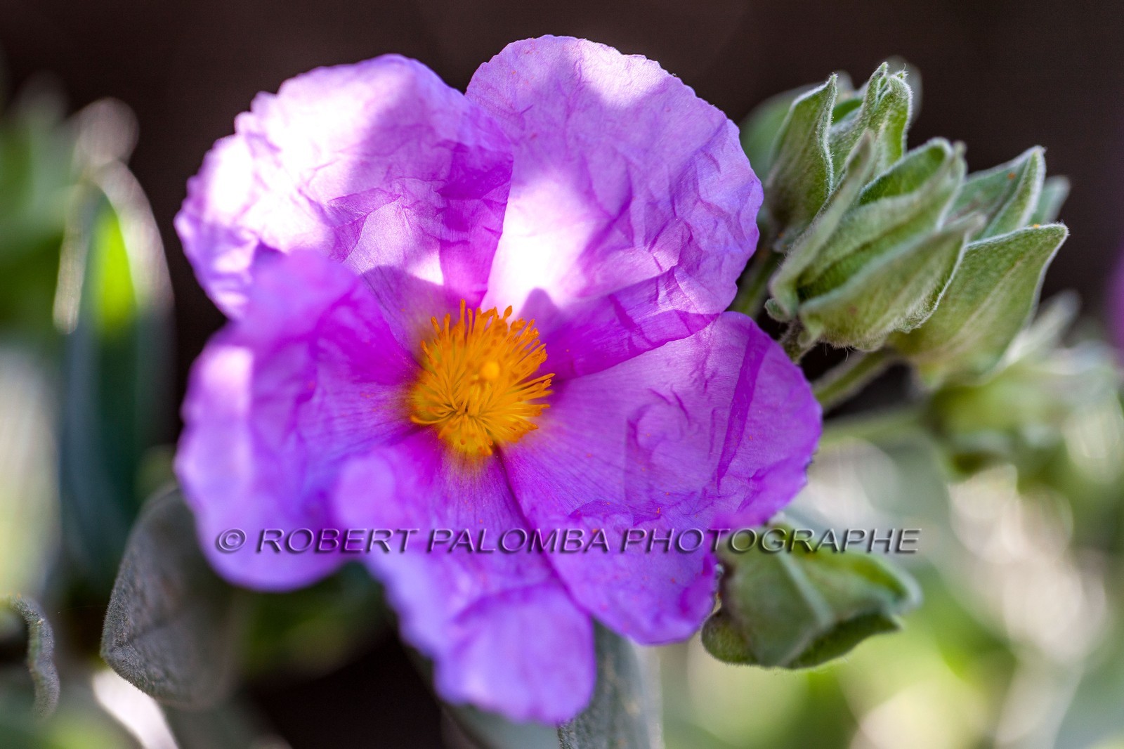 Flore Méditeranéenne