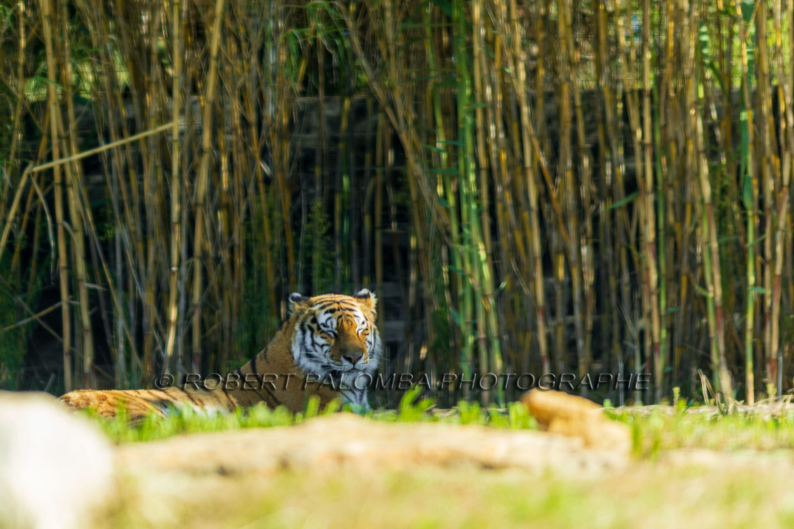 Parc animalier de la Barben
