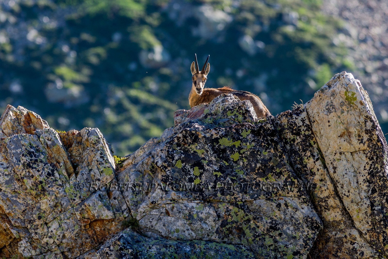 Chamois