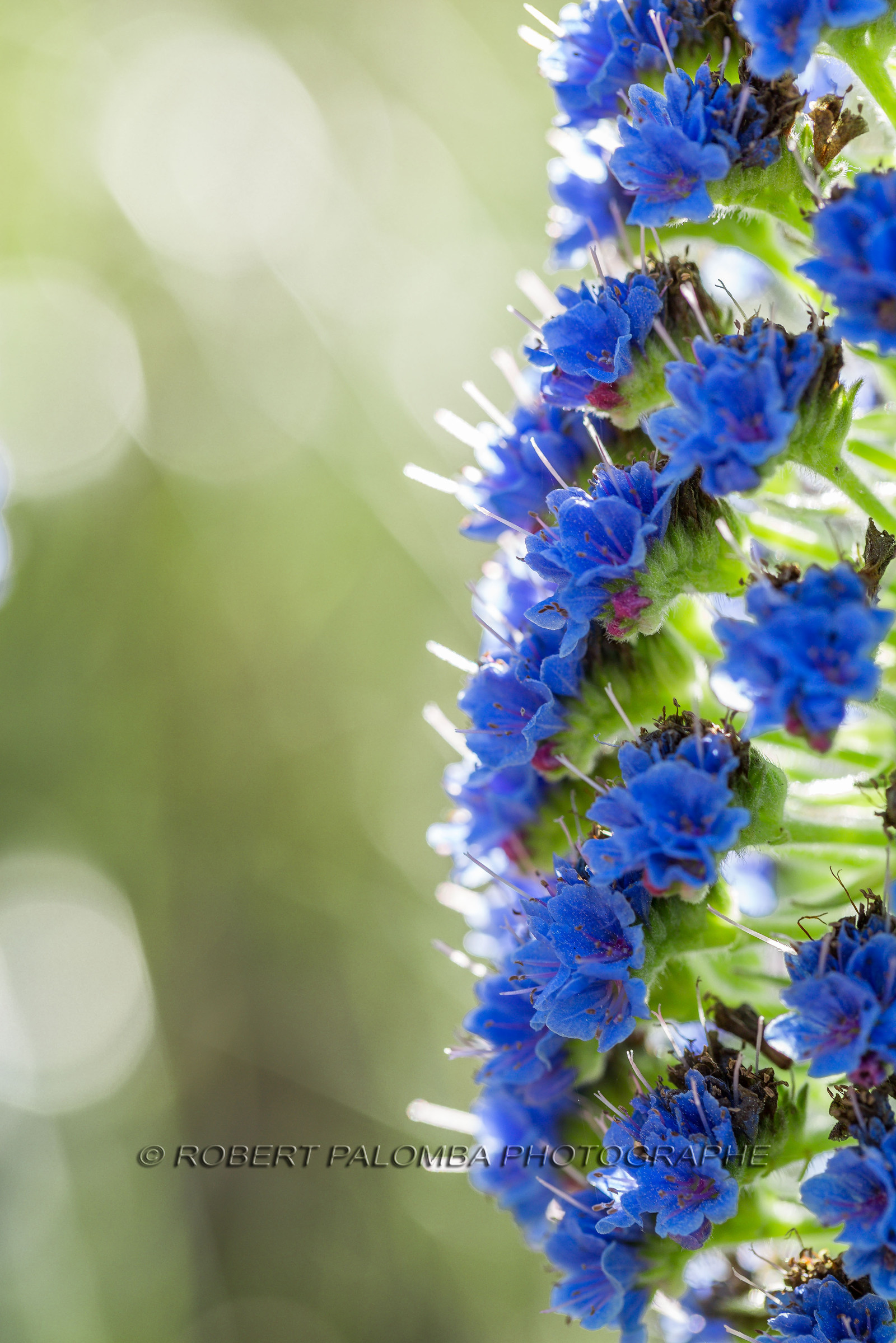 Flore Méditerranéenne