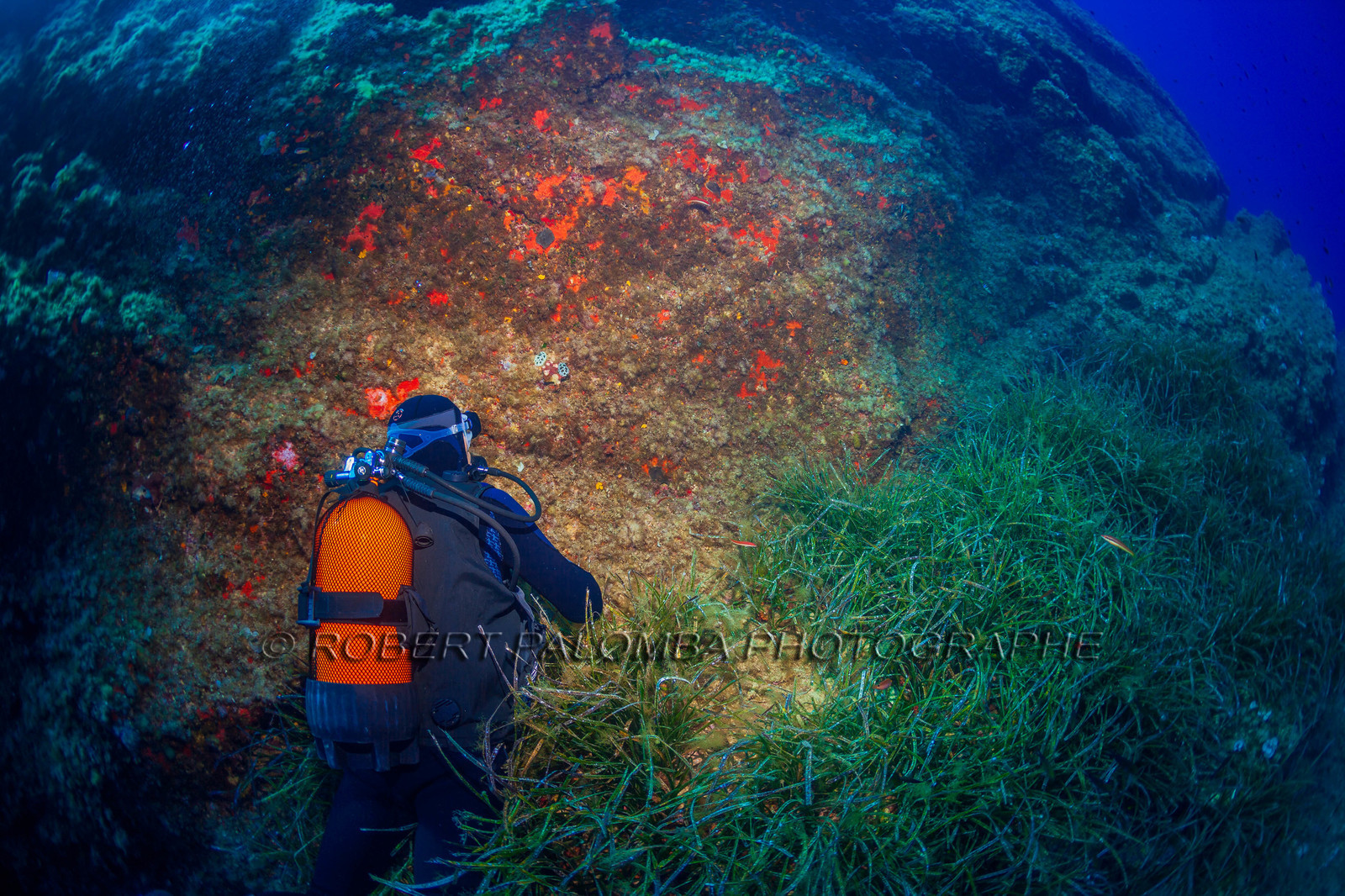 Plongée-sous-marine