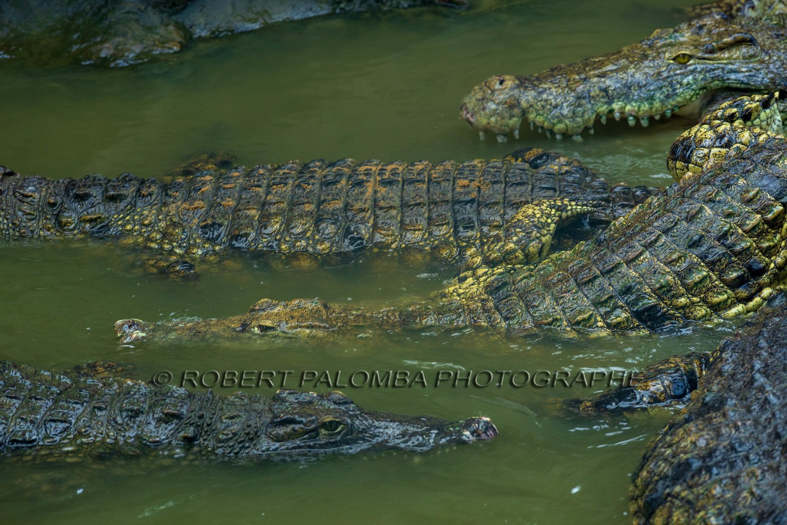 La Ferme aux crocodiles