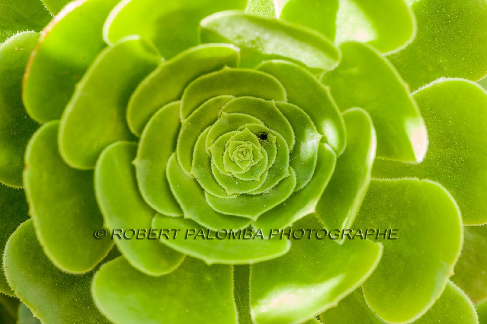 Flore Méditerranéenne