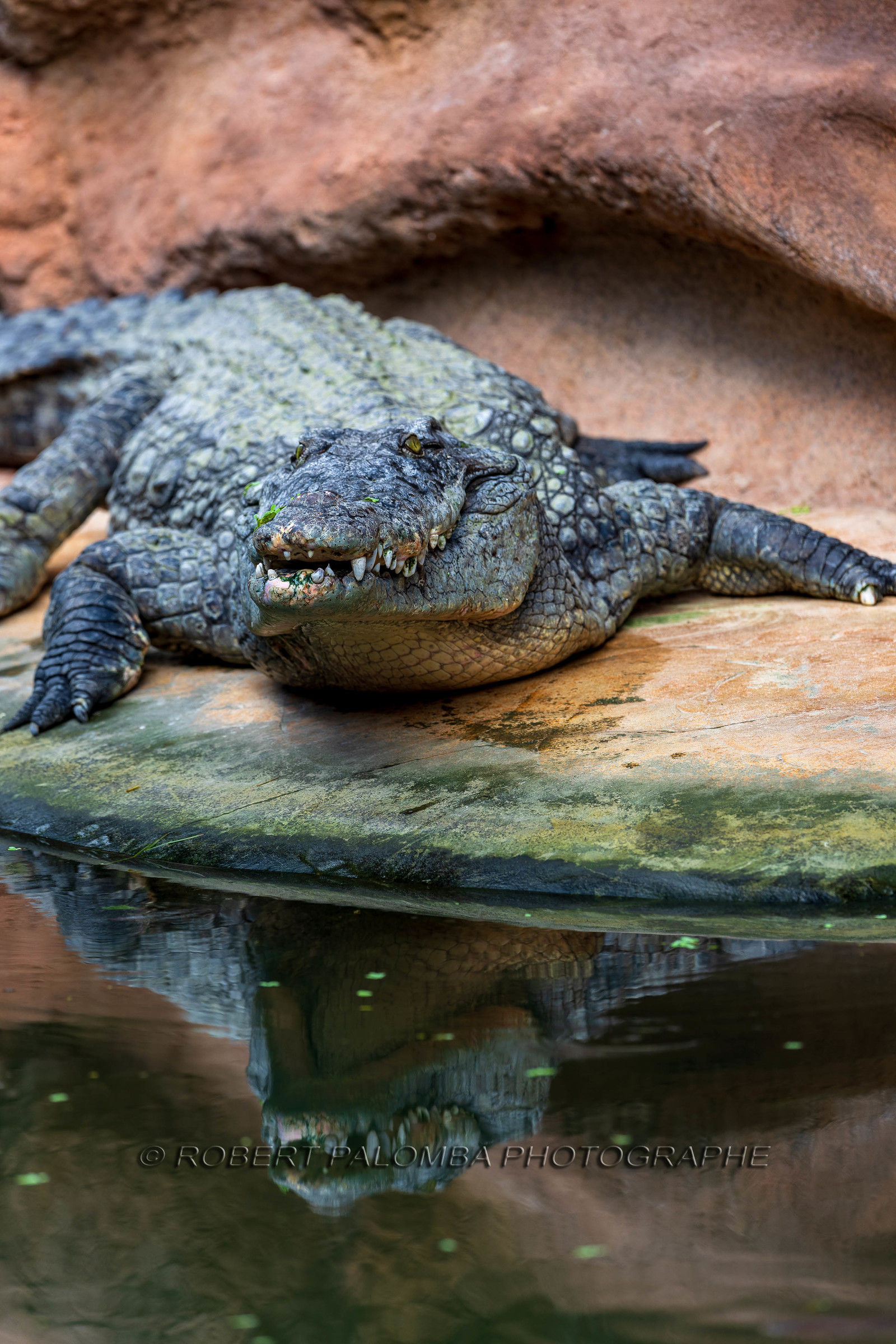 La Ferme aux crocodiles