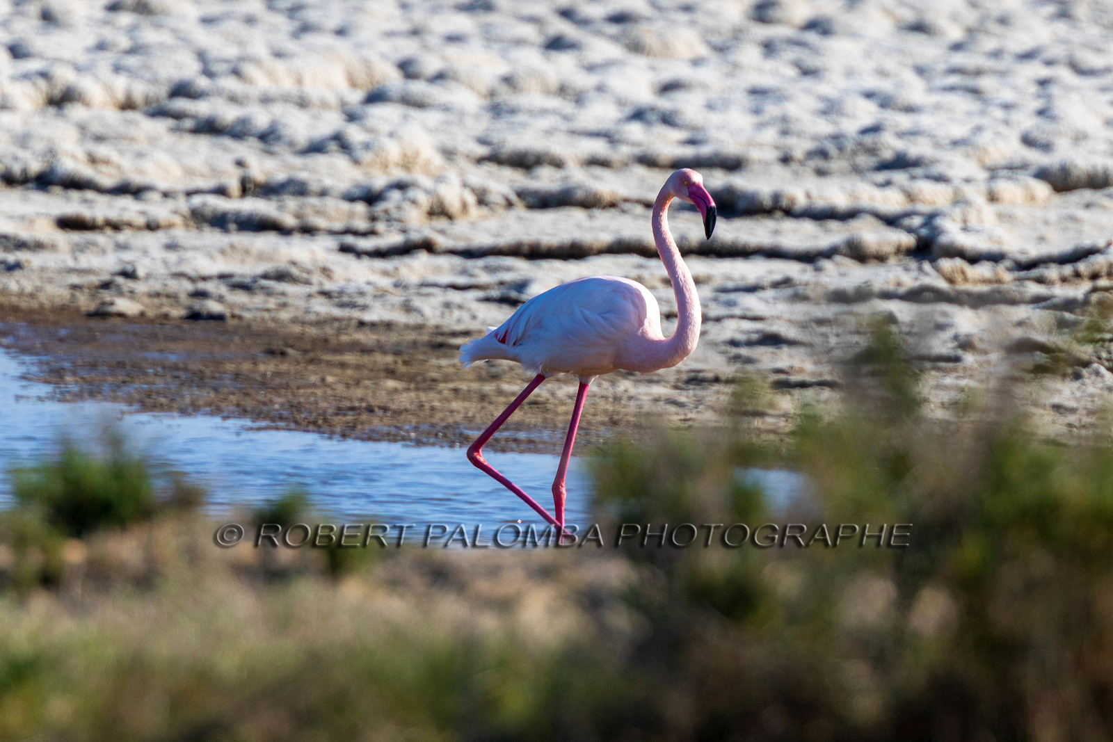 Flamant rose