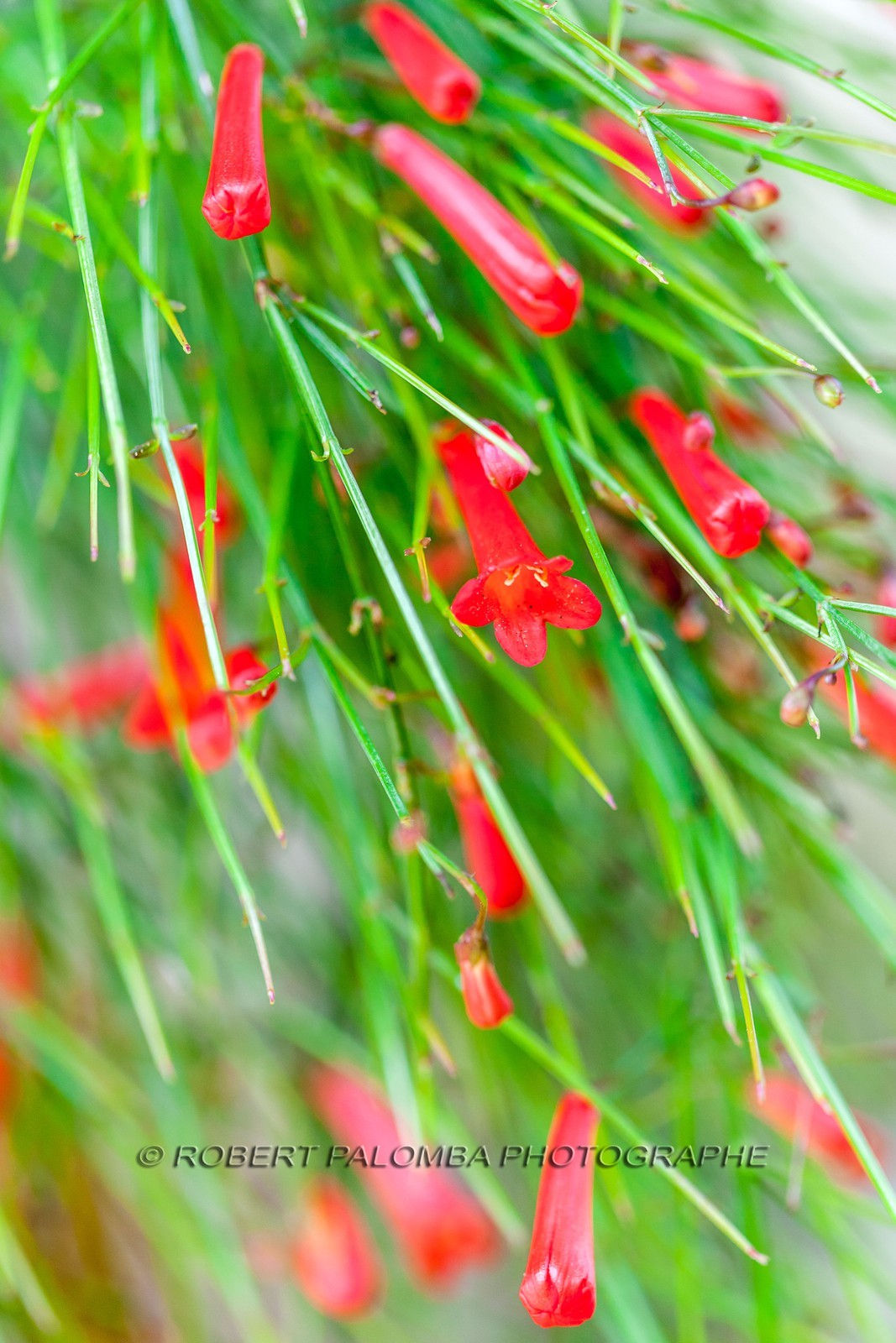 Flore Méditerranéenne