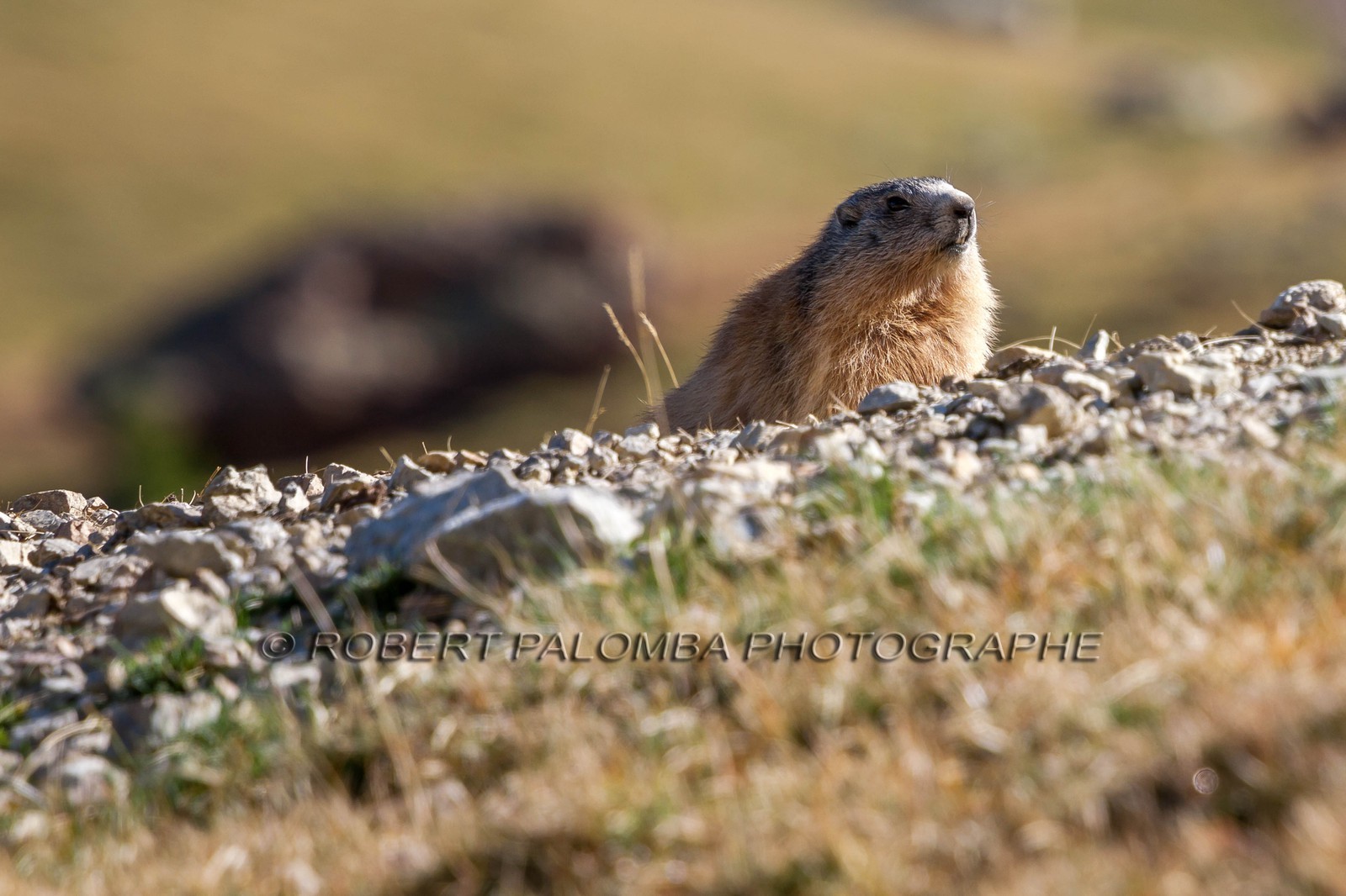 Marmotte, Marmota