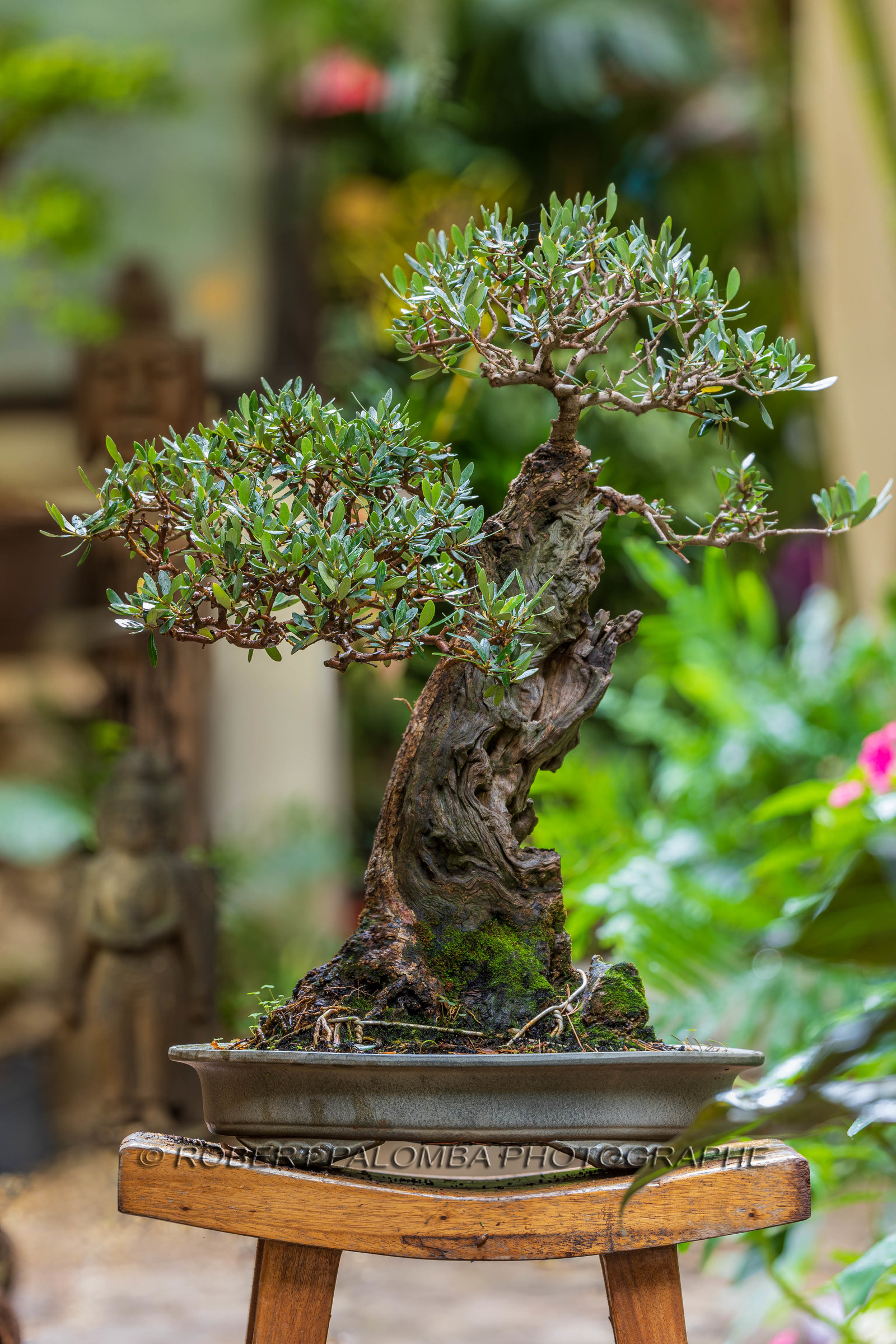 Bonsai Center