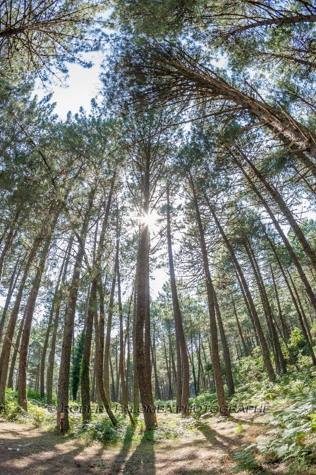 Forêt de l'Ospédale