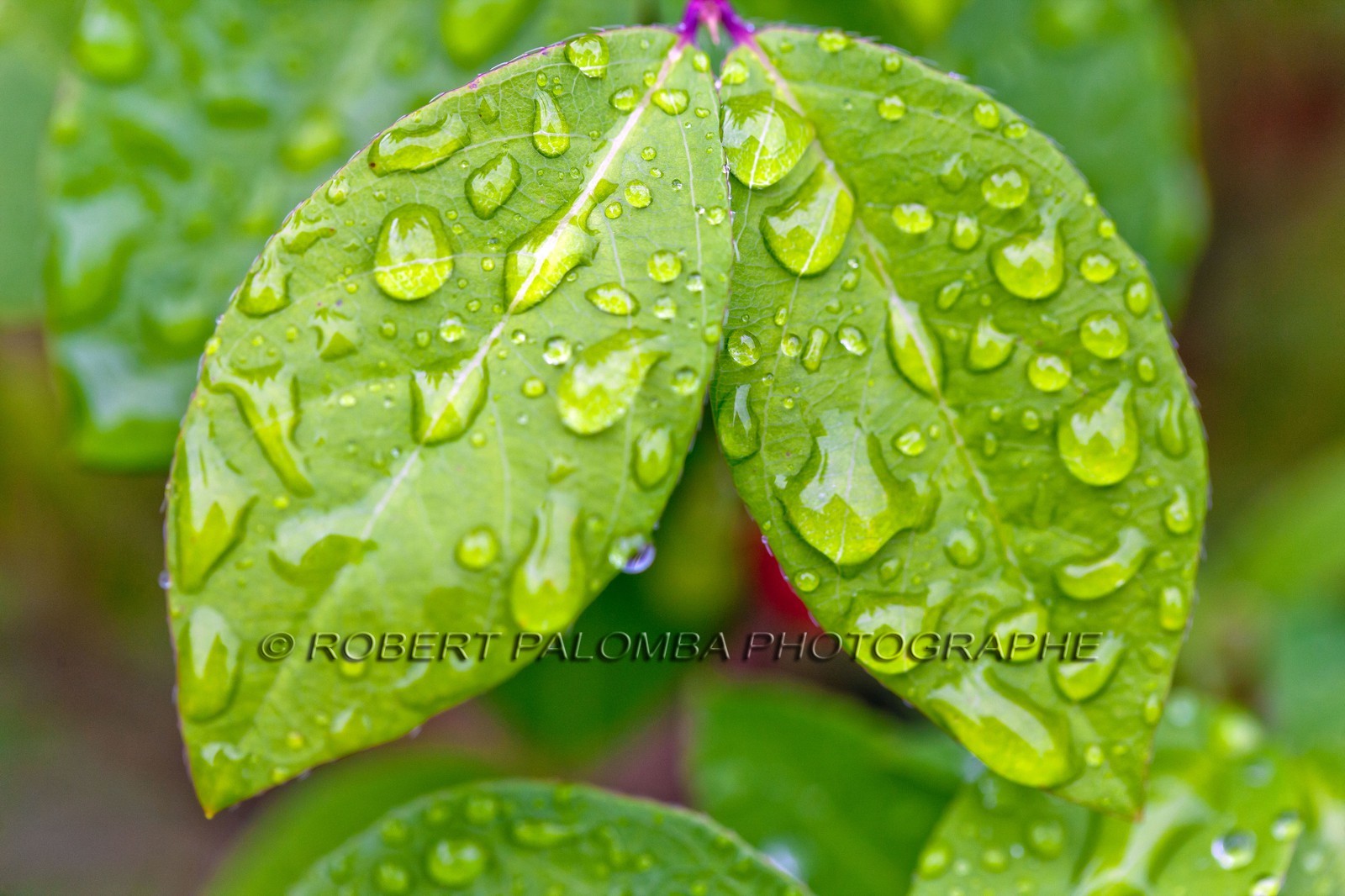 Chèvrefeuille, Lonicera