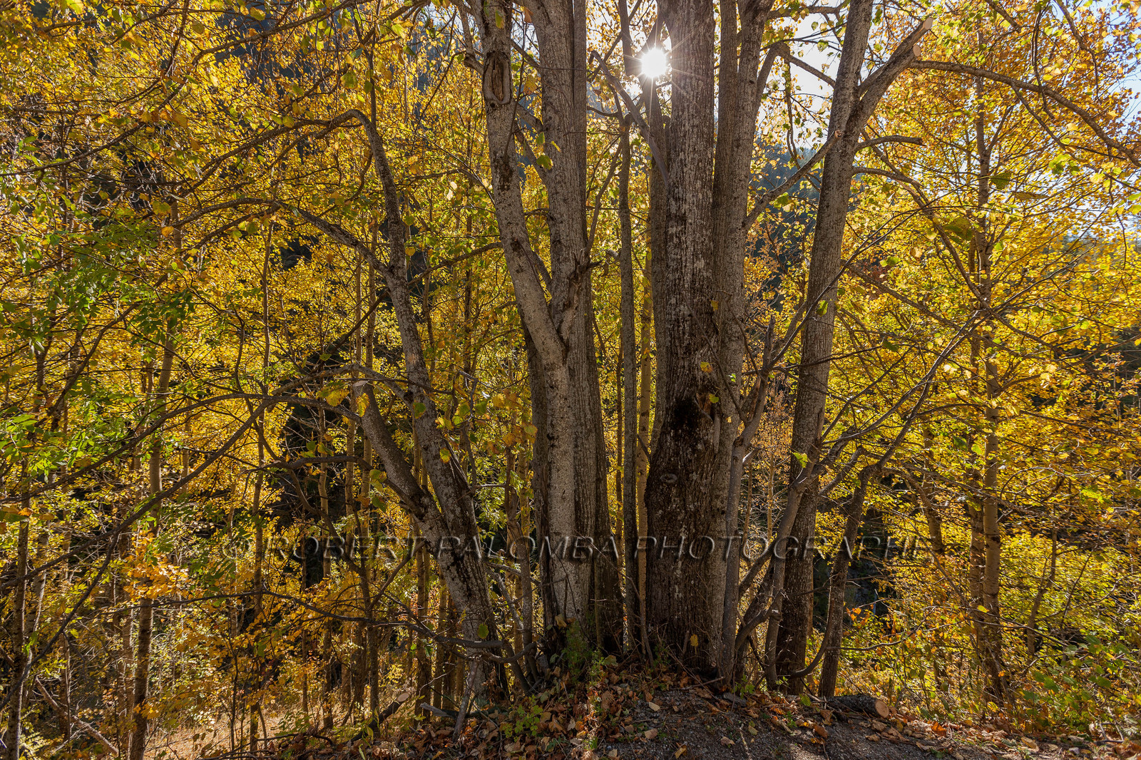 Saint-Dalmas-le-Selvage